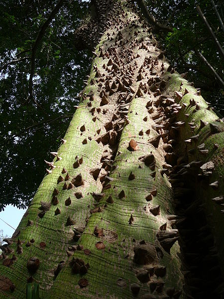 File:Feuille goyave rouge.jpg - Wikimedia Commons