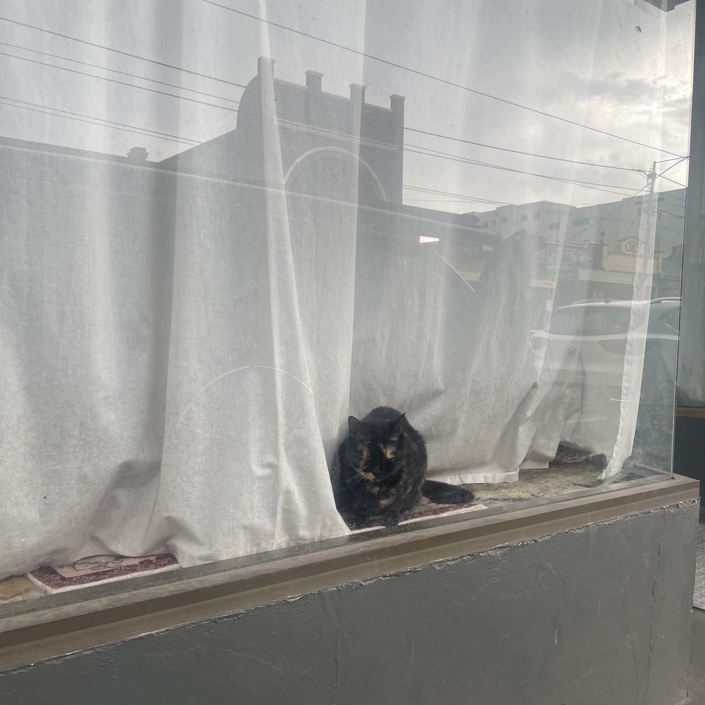 albert street wanderings