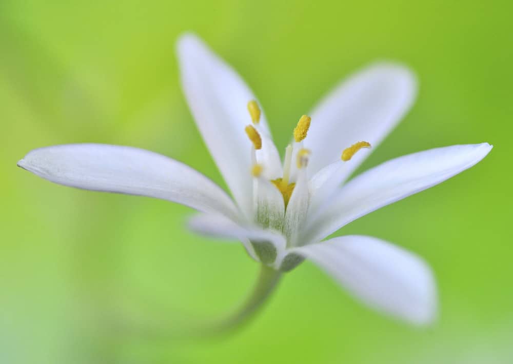 Nr. 139 Dolden-Milchstern