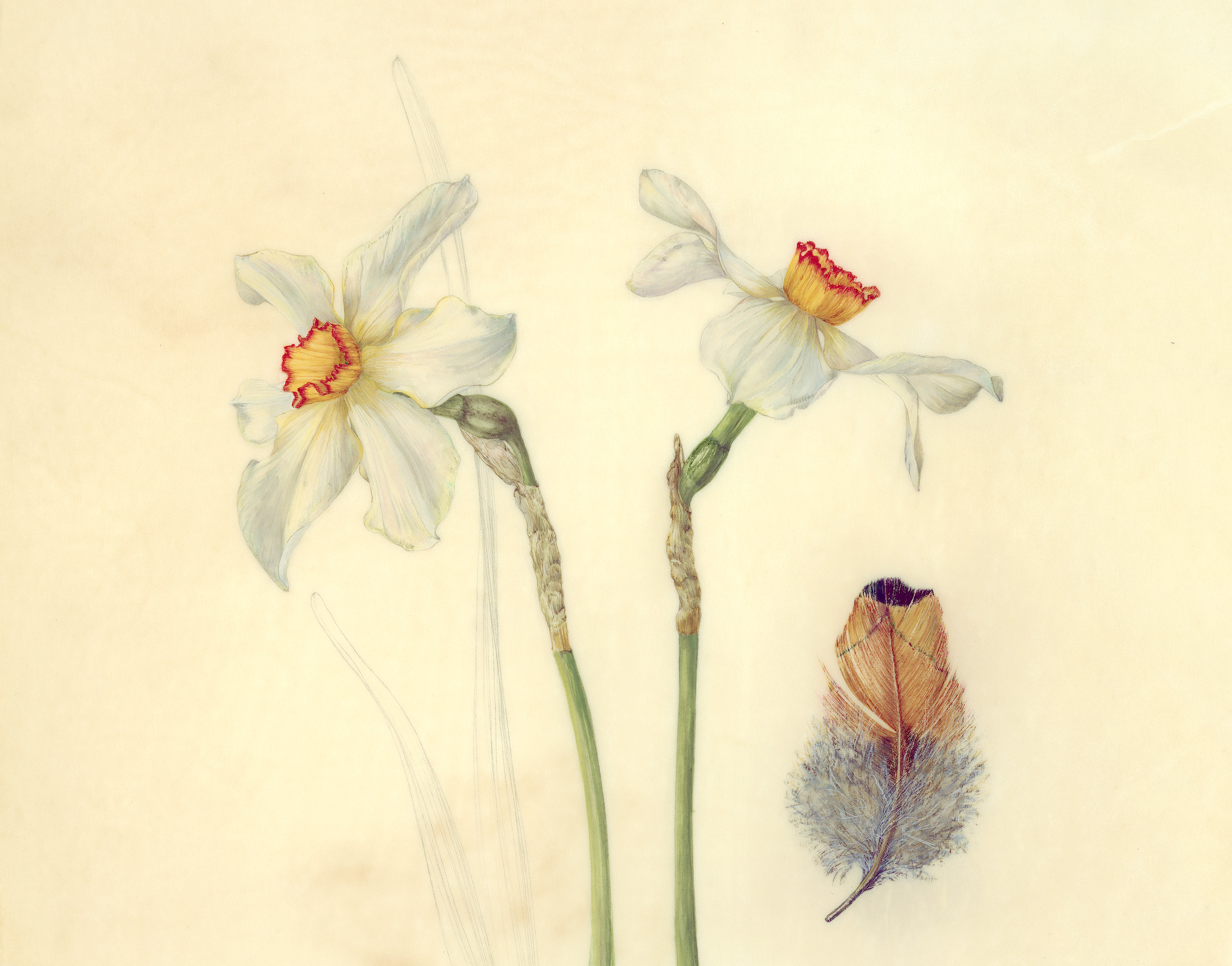 Narcissus and pheasant feather