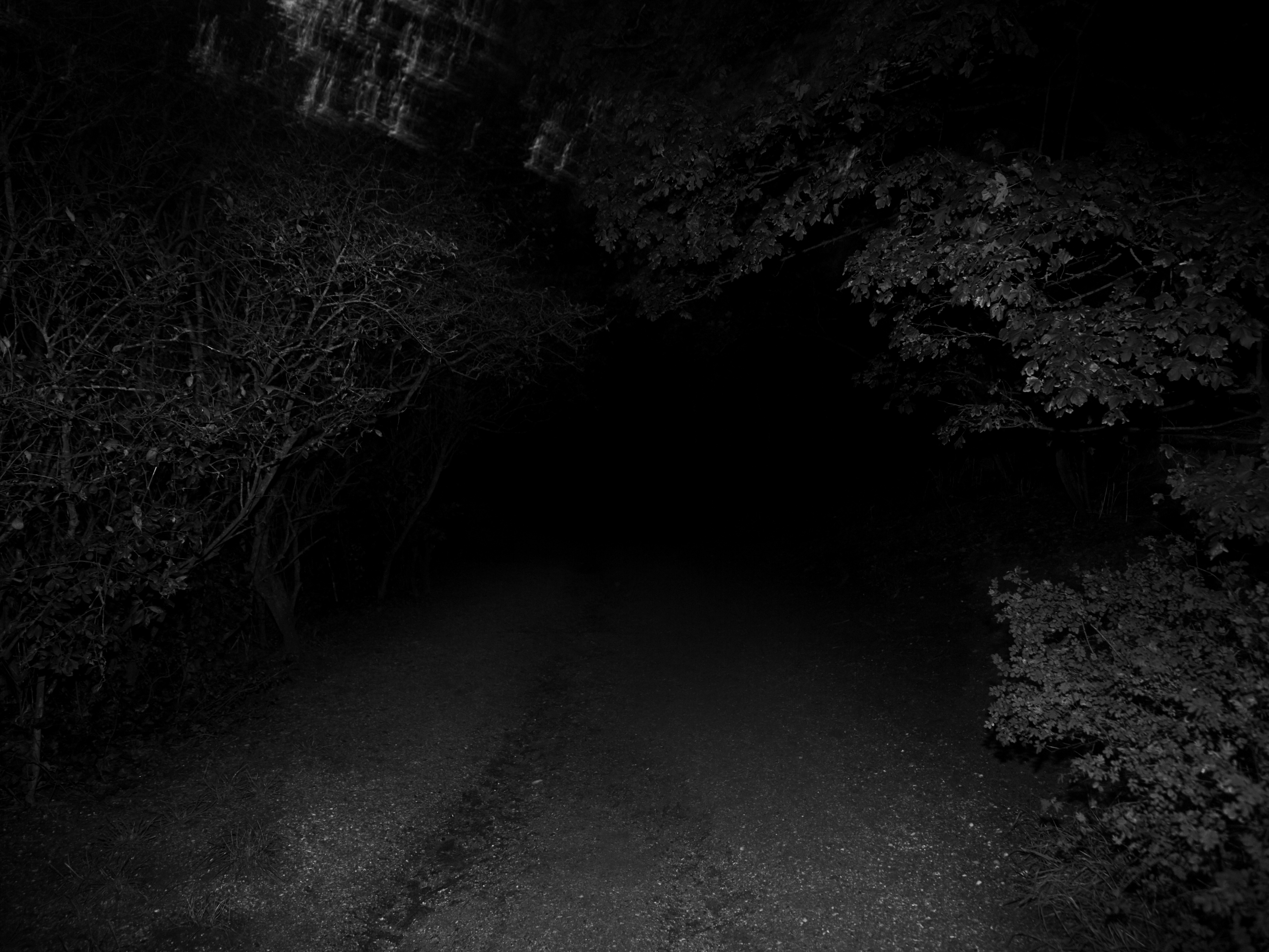 A black forest