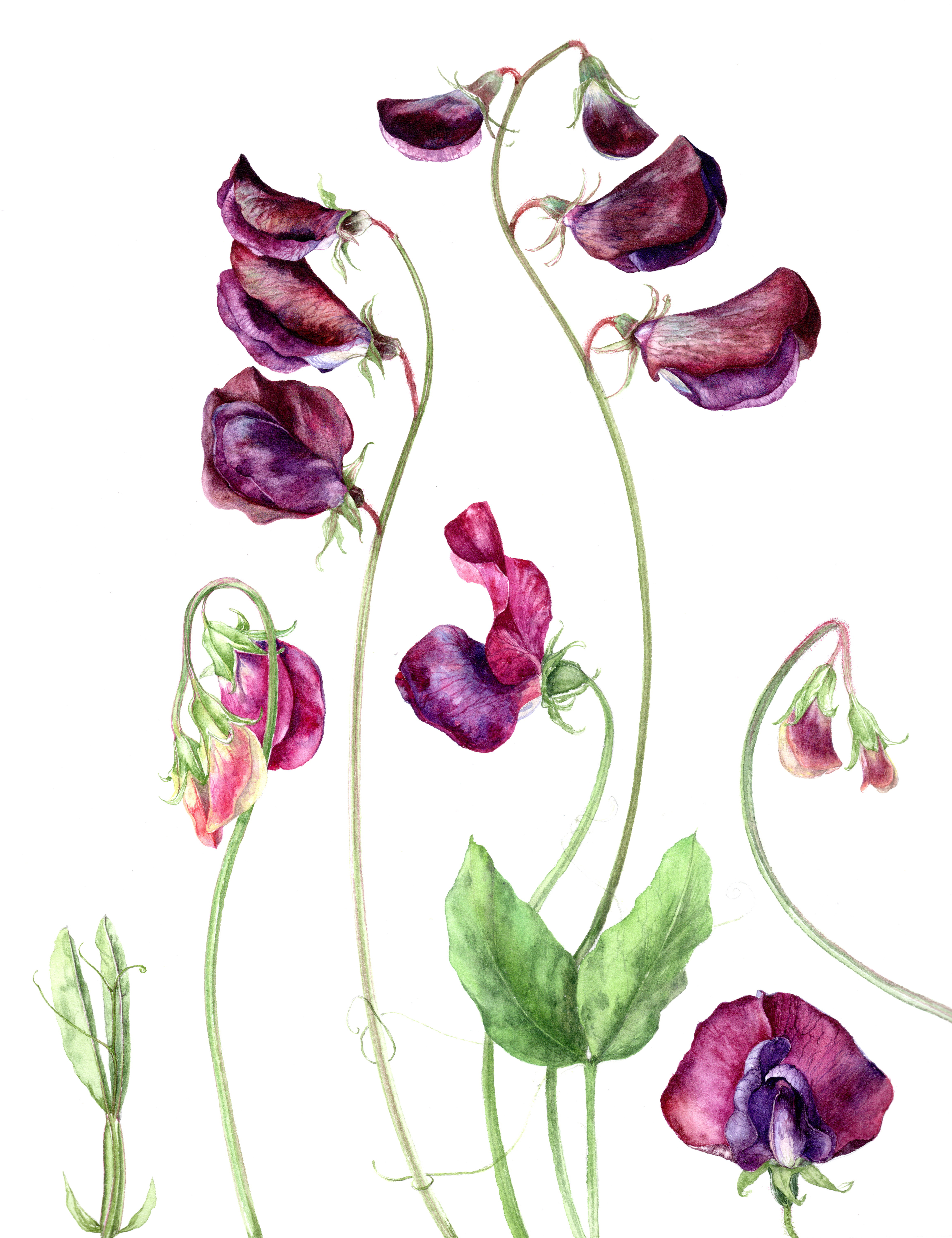 Sweetpea study 1