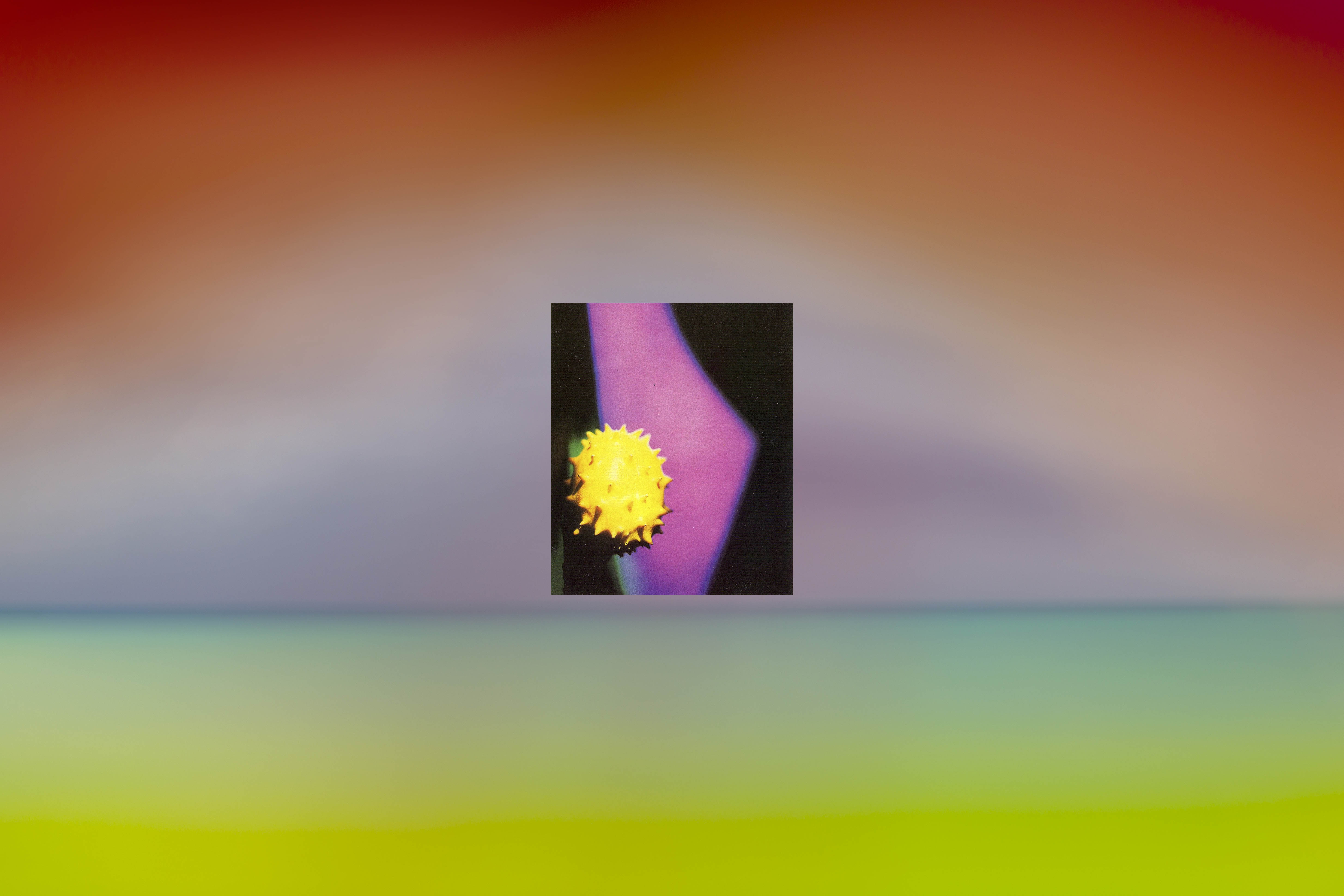 Horned Melon, 2023, giclée print, 75 x 50 cm