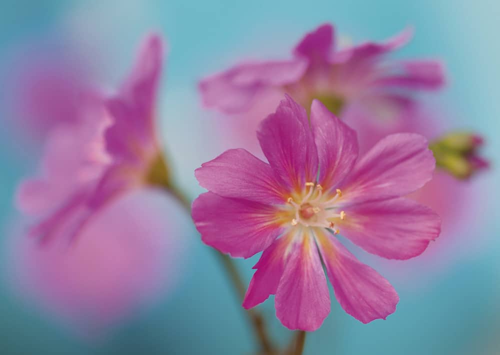 Nr. 169 Porzellanröschen / Lewisia