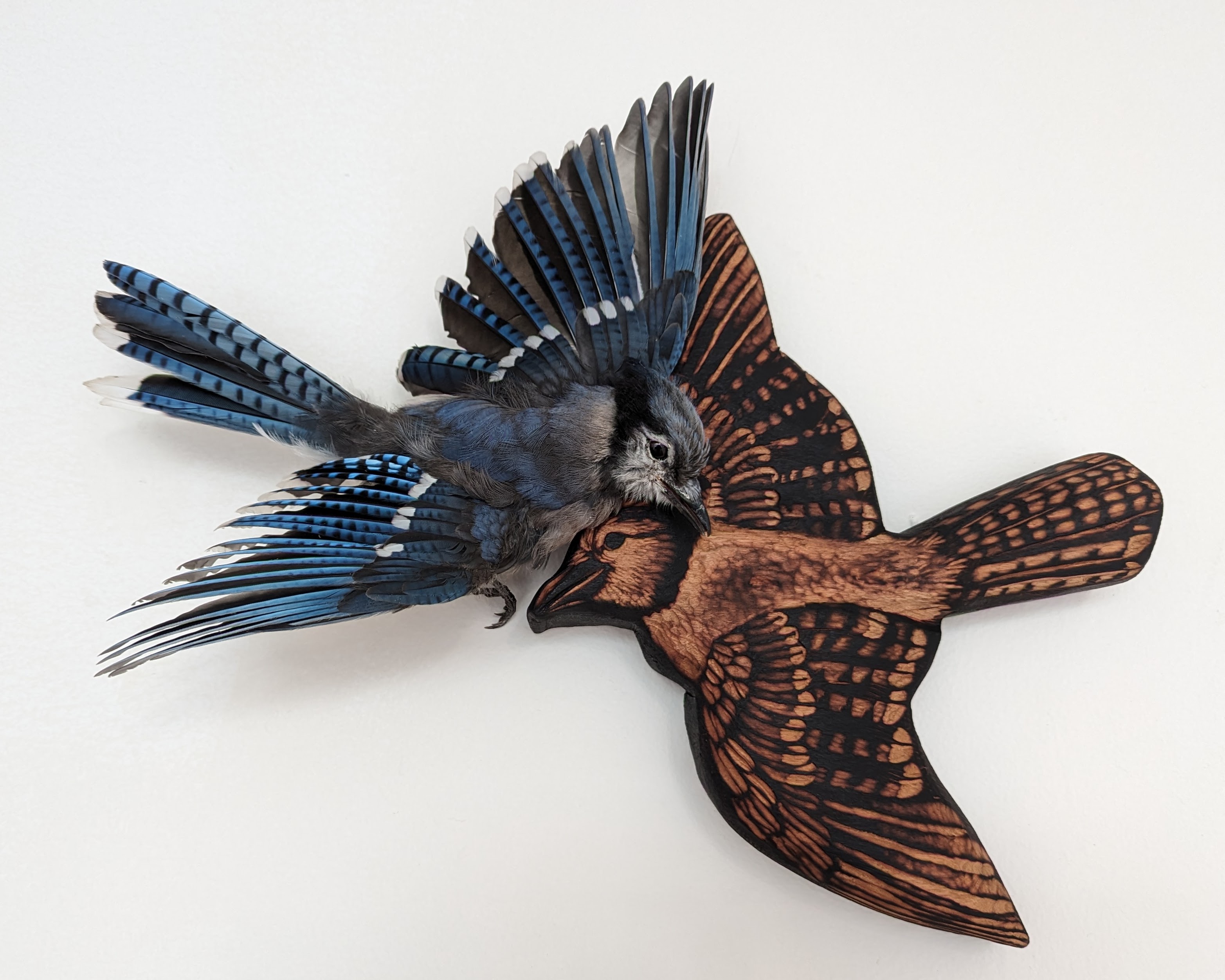 "The Last Thing the Jay Saw."  Blue jay that died by crashing into my window and that I then taxidermied. Base of  scorched, carved, waxed cherry wood