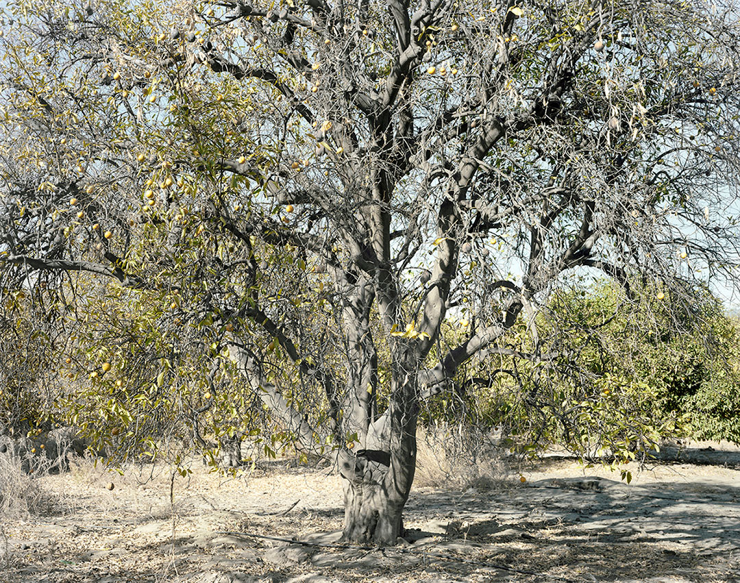 Mark Ruwedel Orchard #5C, 2021 2021 ©Mark Ruwedel