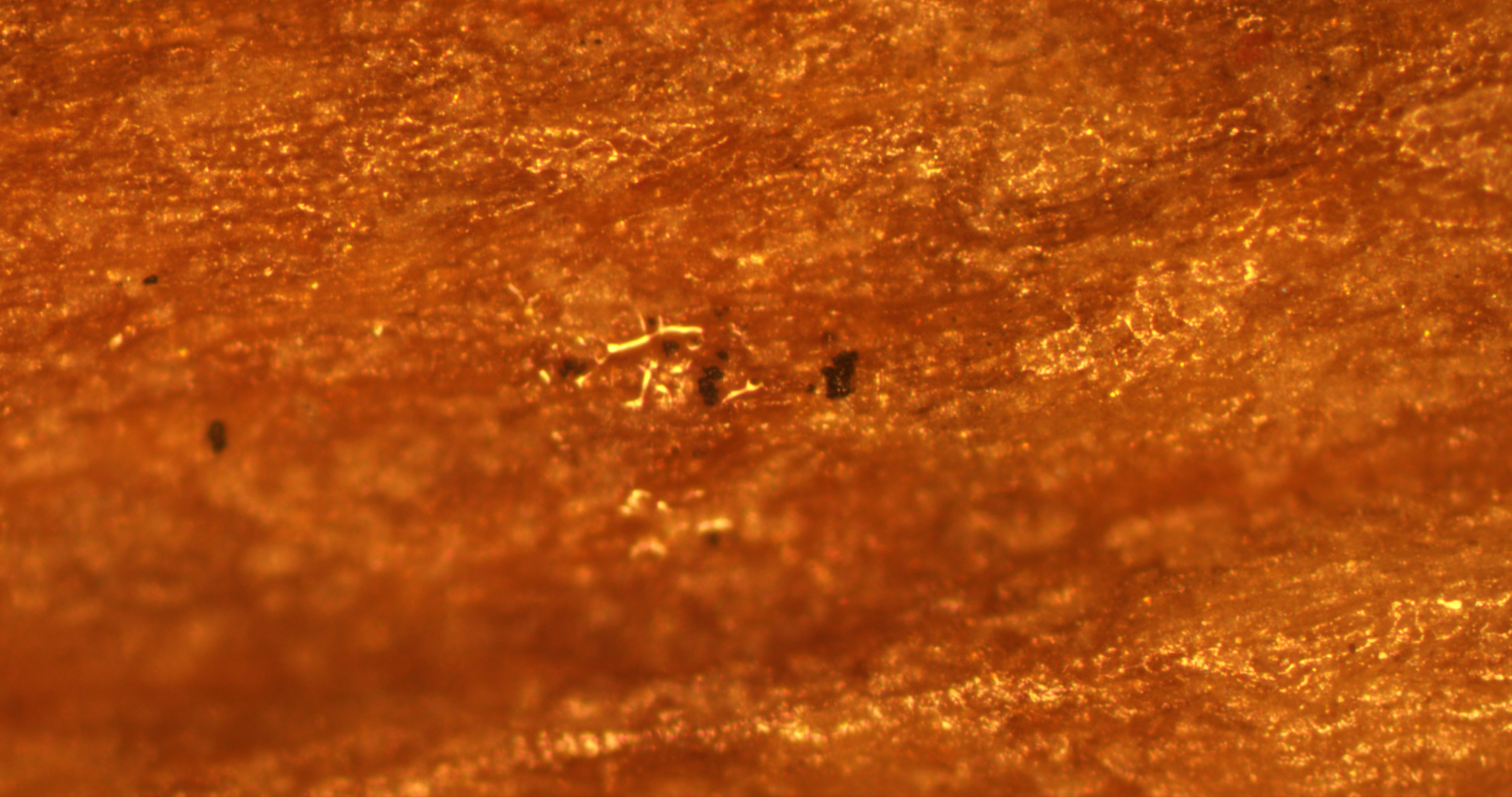 Seed (Inner Lanscape), 20:00, Video Still, 2022