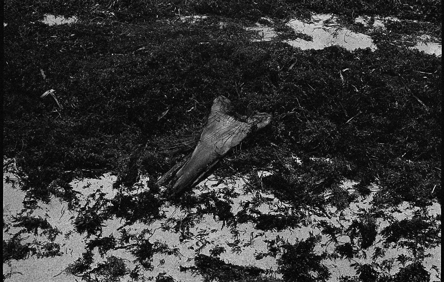 Untitled (Ocean Home Studies)