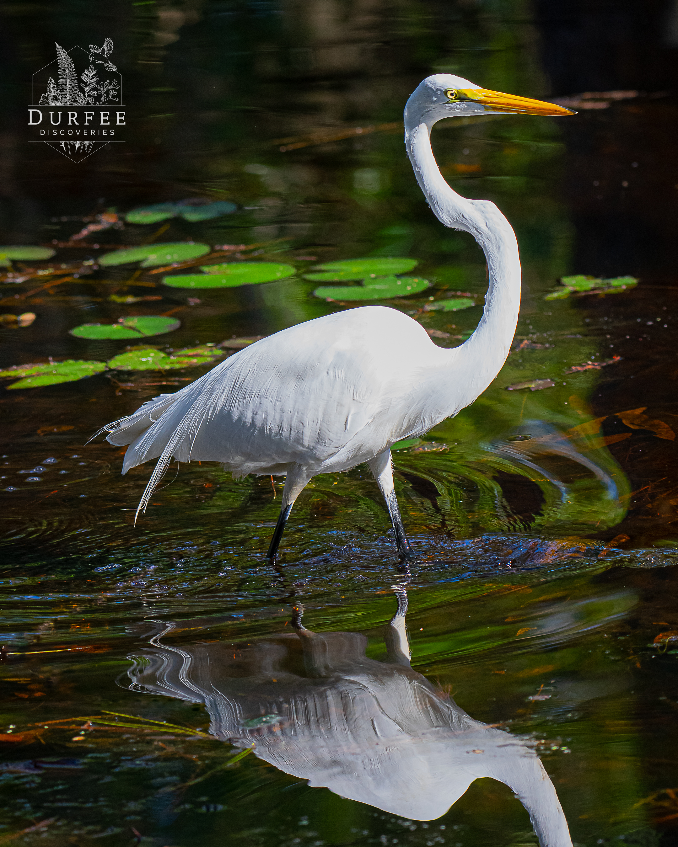 Great White Heron - Palm Harbor, FL