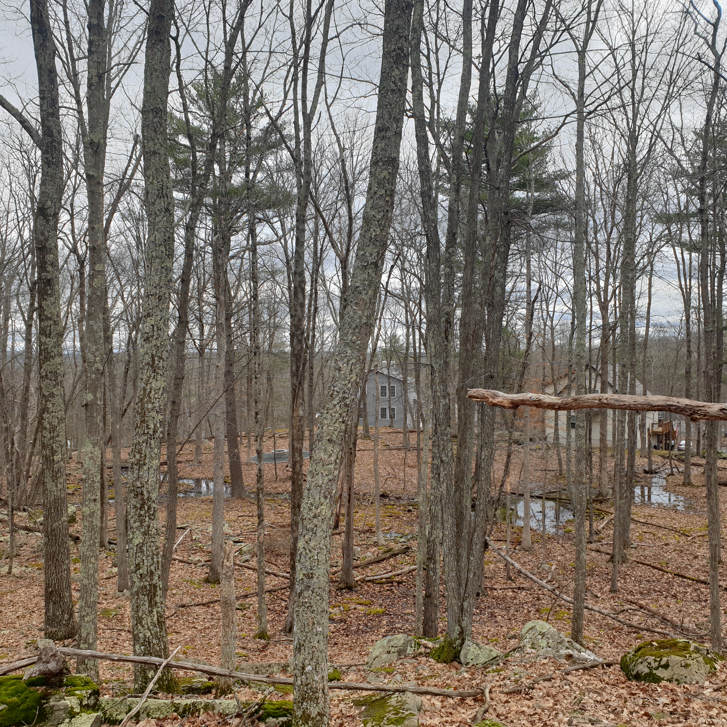 A white house can be seen through the trees in the distance. Small puddles of water are visible on the forest floor, which is primarily fallen leaves.