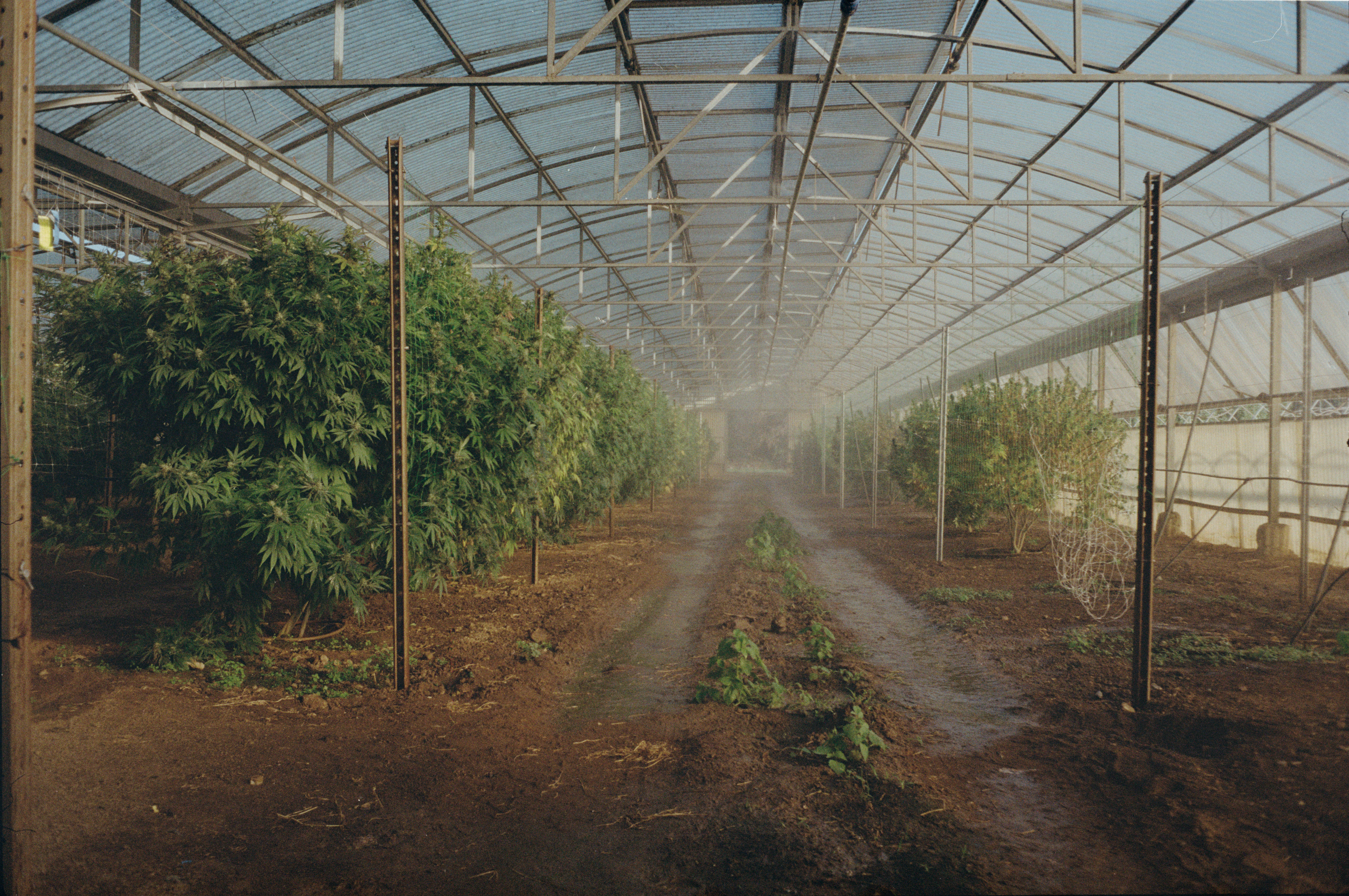 Domenico Laterza, Rurales, 2021