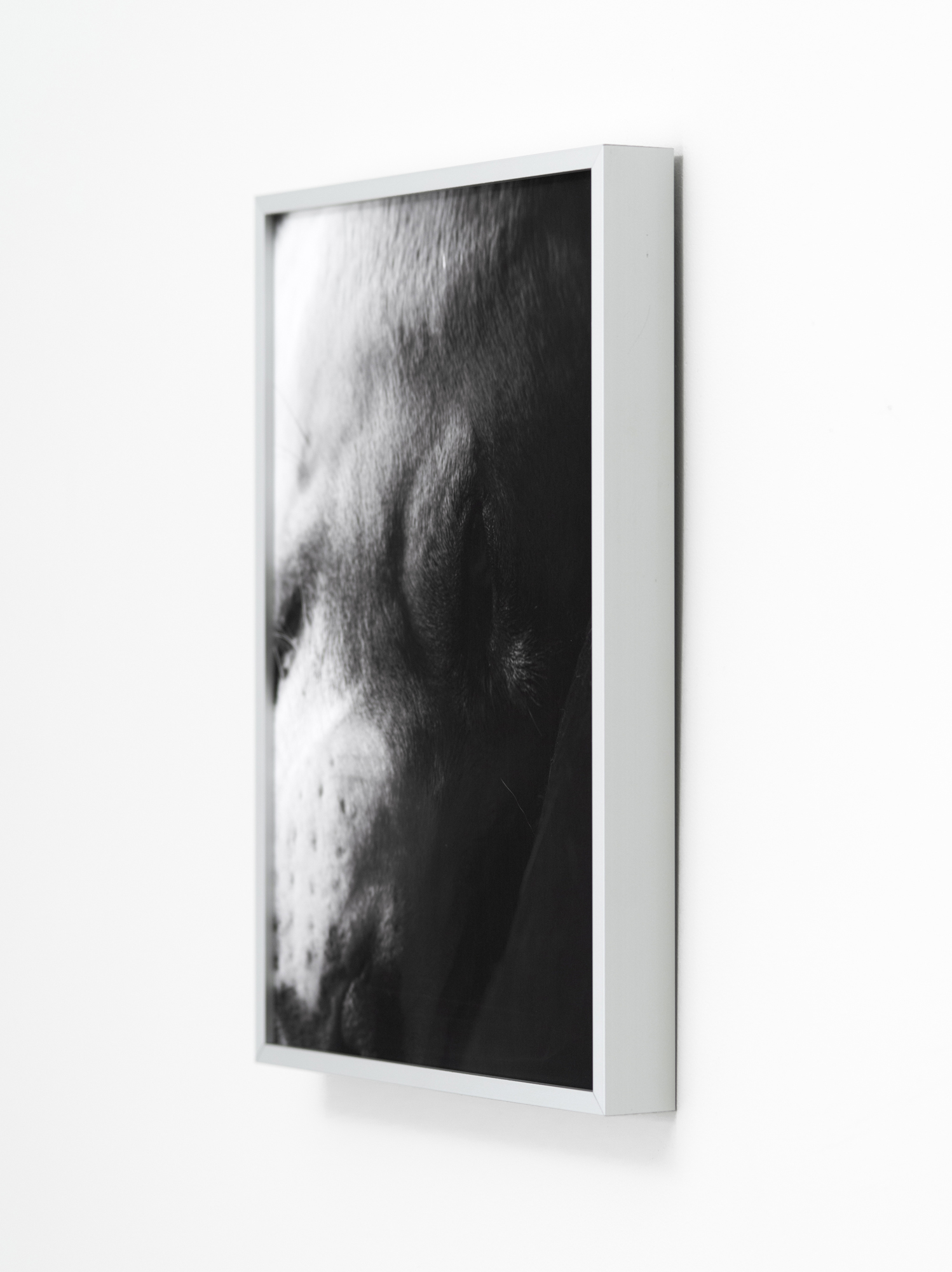 "Amur, a dog abandoned on the streets during the early days of the war" 2024. Archival pigment print. Aluminum frame. 34 x 26 cm