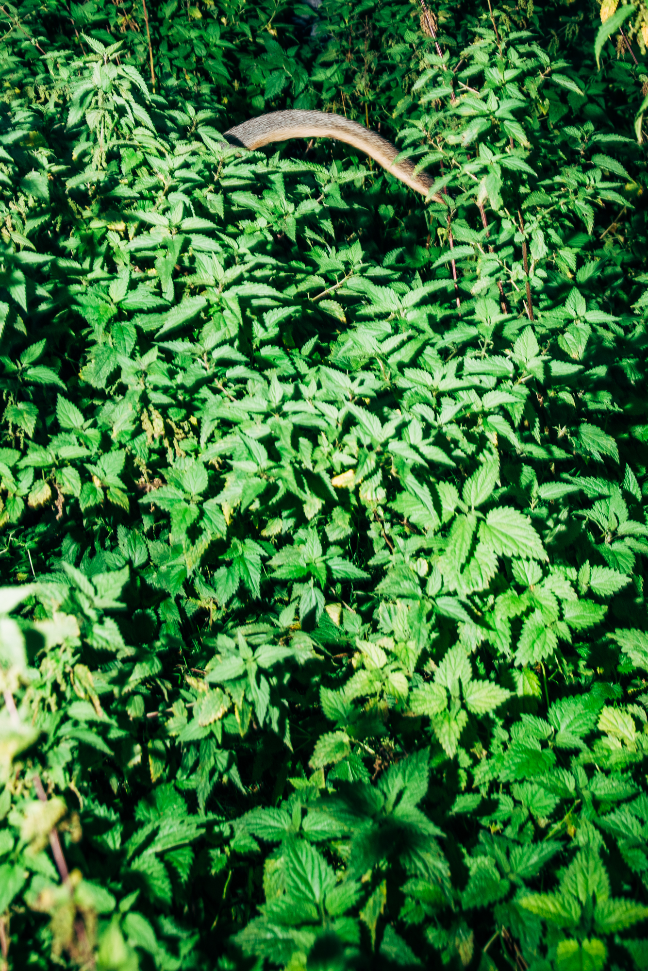 Der Postbote hielt sie zuerst f&uuml;r &uuml;berdimensionale Hasen