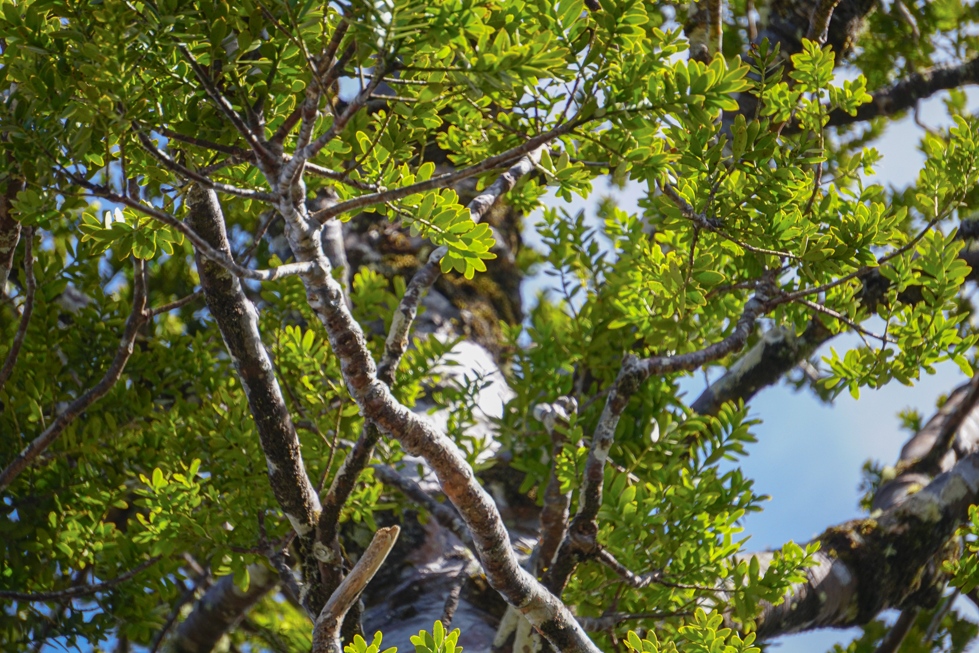 Green foliage and branches of kauri near DOC Hut, Warawara ngahere.Photograph by M. H.