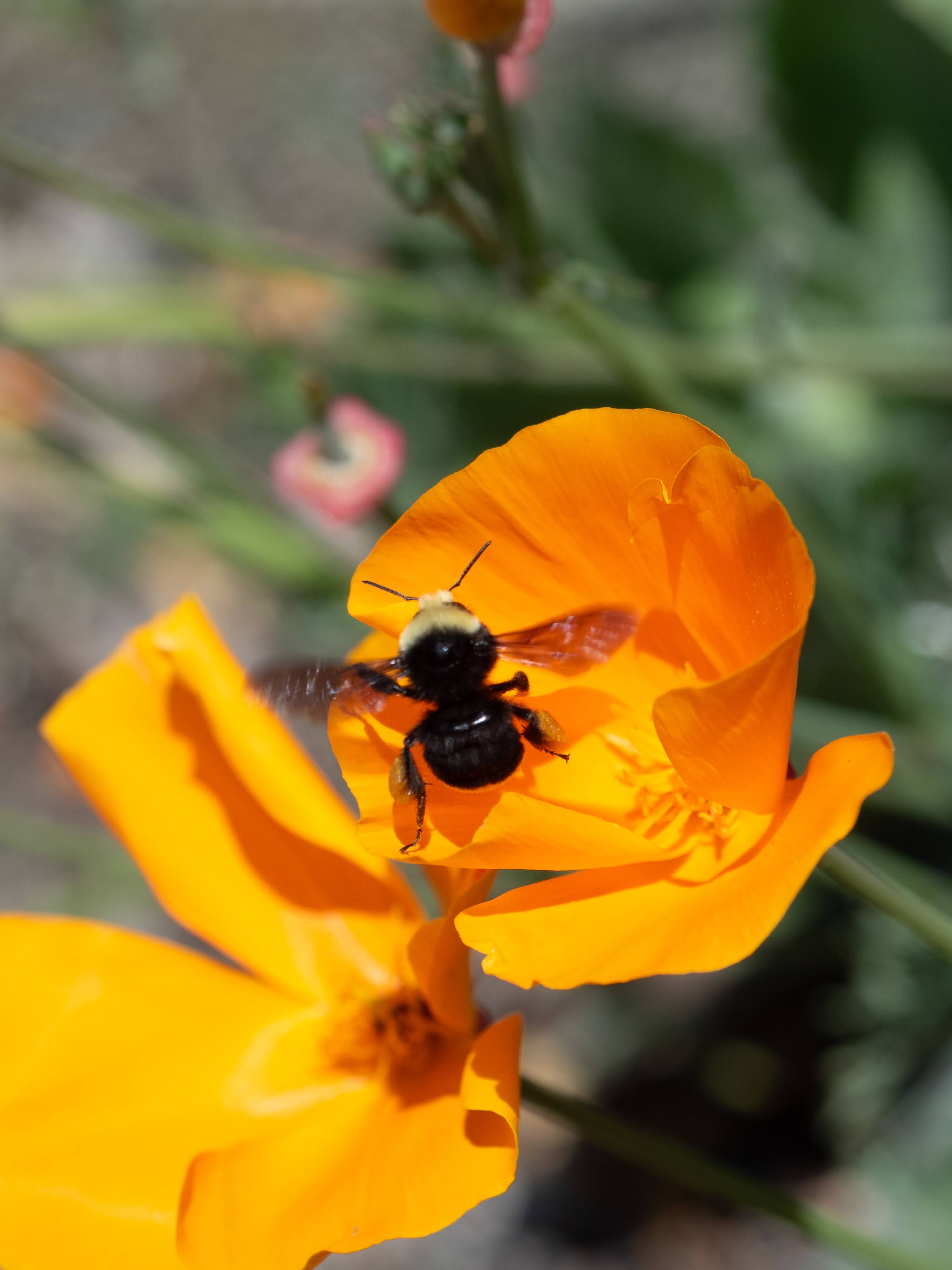 Yellow face bumble bee
