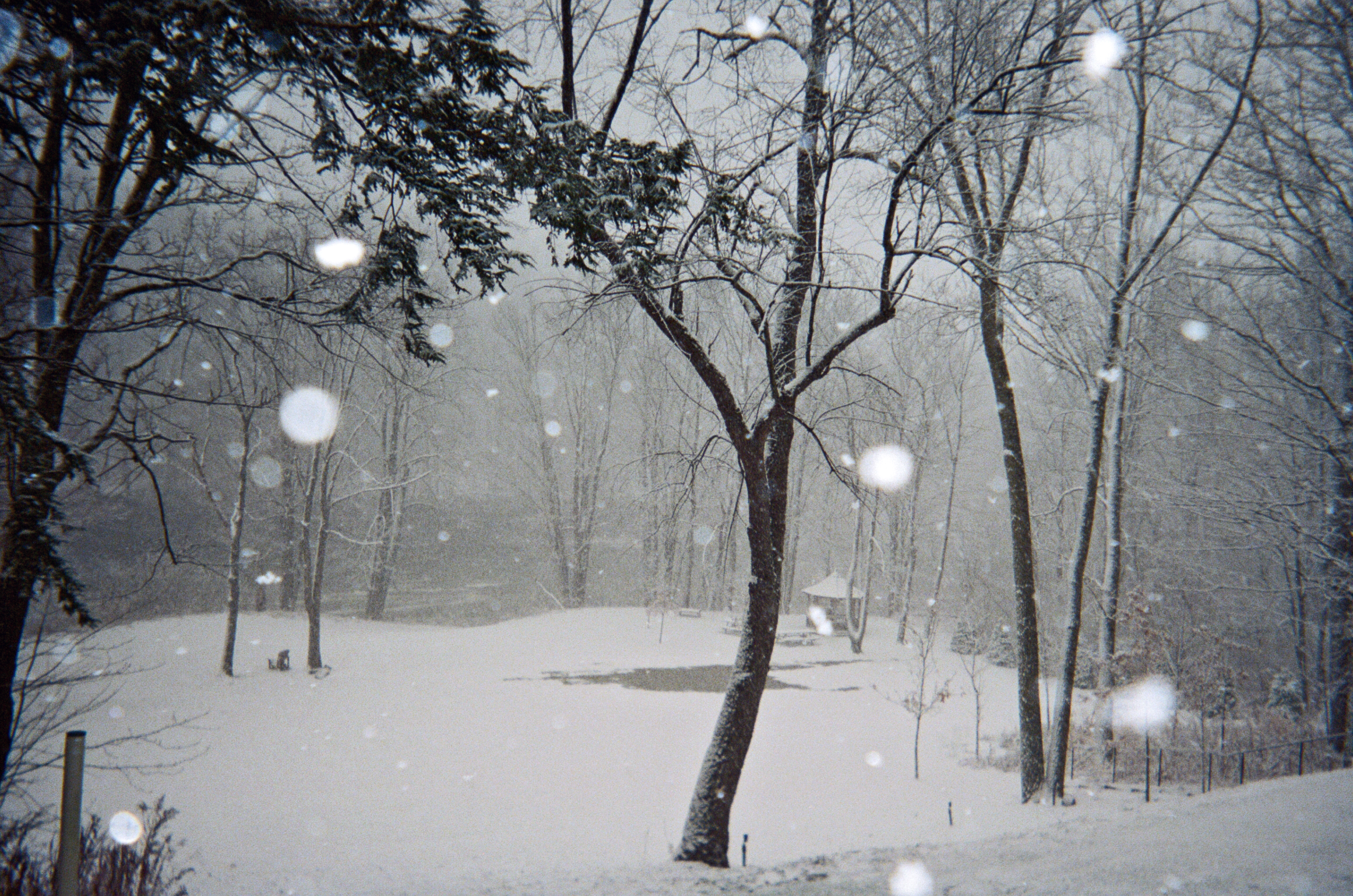 Dad's Backyard, Elma, NY, 2018