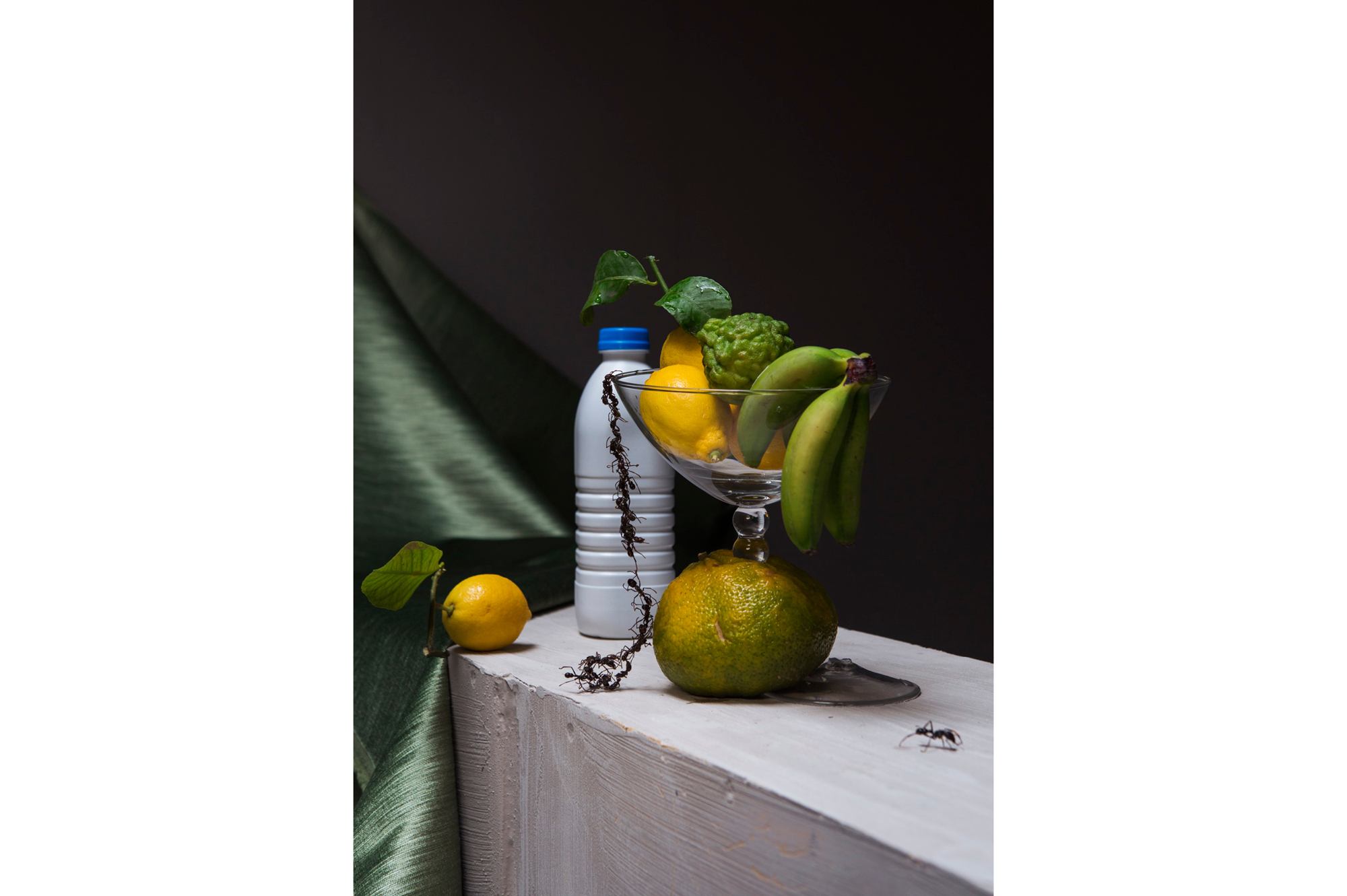 Still life with Ants, 2018, MAS museum