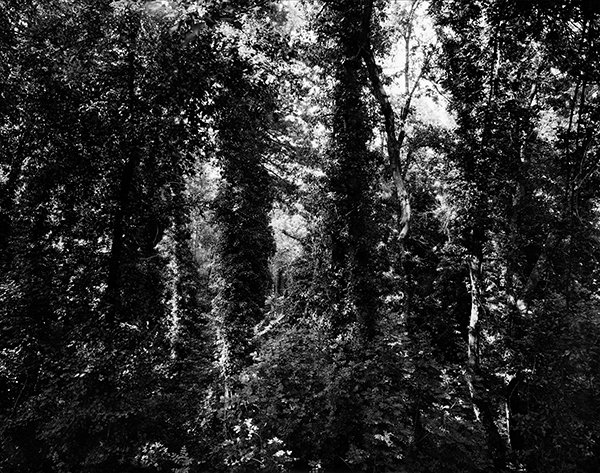 hellwach, Gargonza 2013/2019, Bartabzug 152x193cm