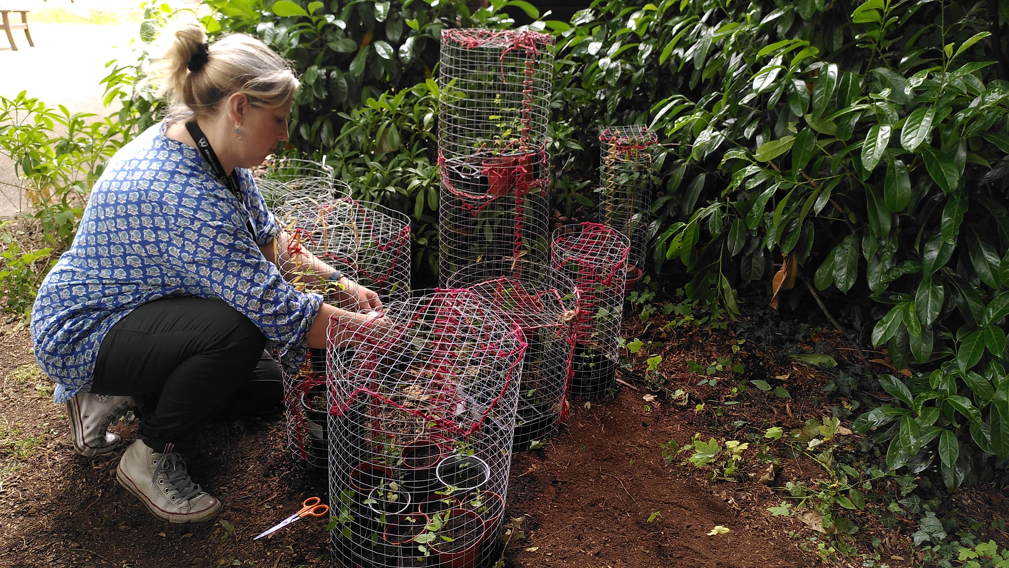 Crafting tree baskets, to imagine the future lives of saplings.