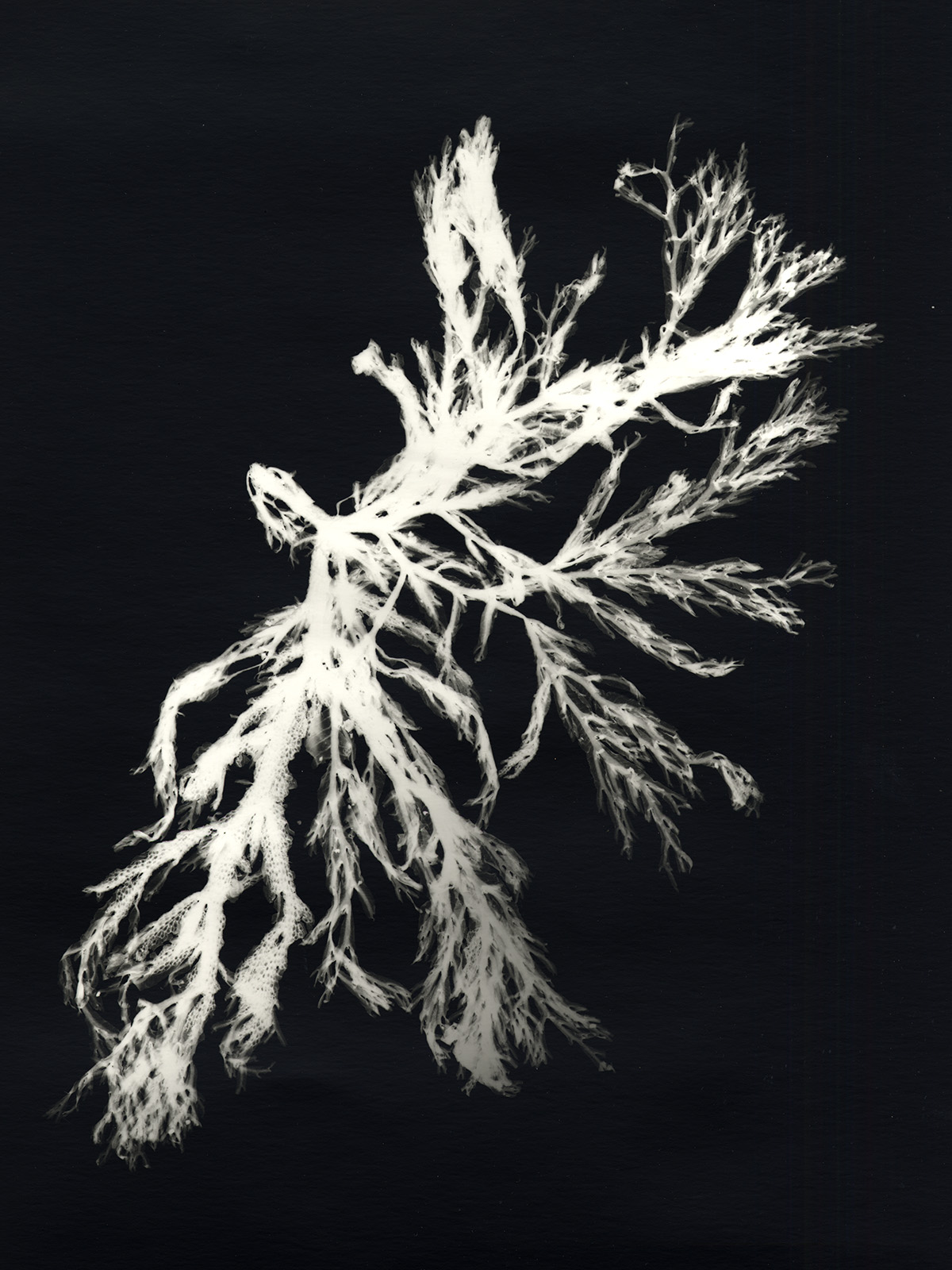 Rodophyta