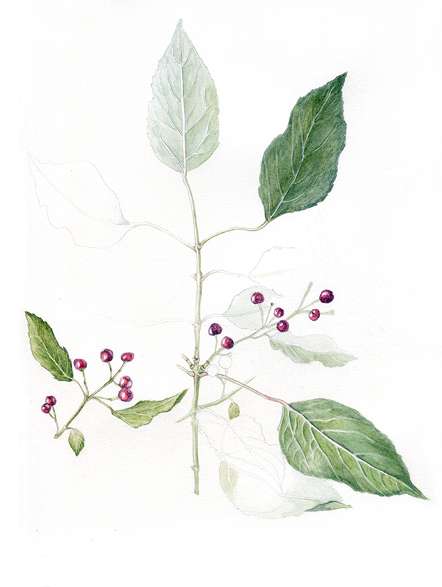 Title: "Maqui Study" Media: Watercolor. Size:8.5 x 11