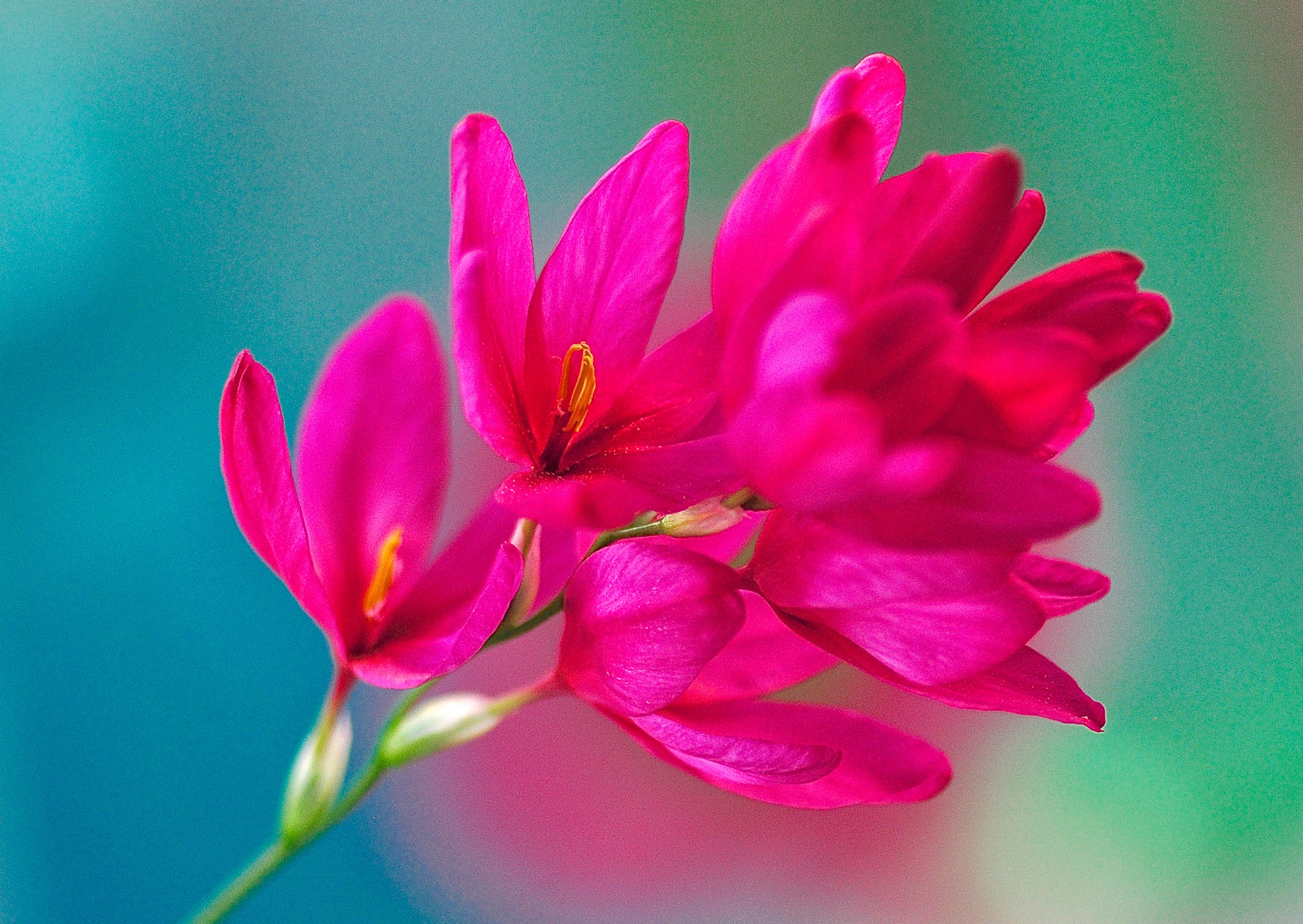 Nr. 290 Ixia Venus / Klebschwertel