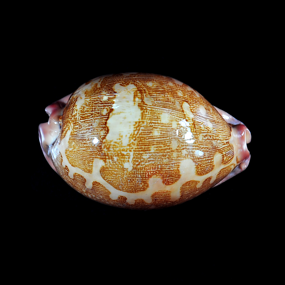 Leporicypraea mappa (Linnaeus, 1758)