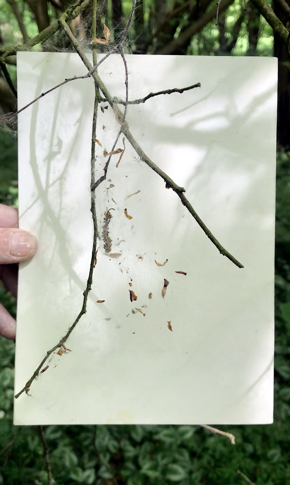 Projektionen, Video, 7:16 min, im Loop, 2025