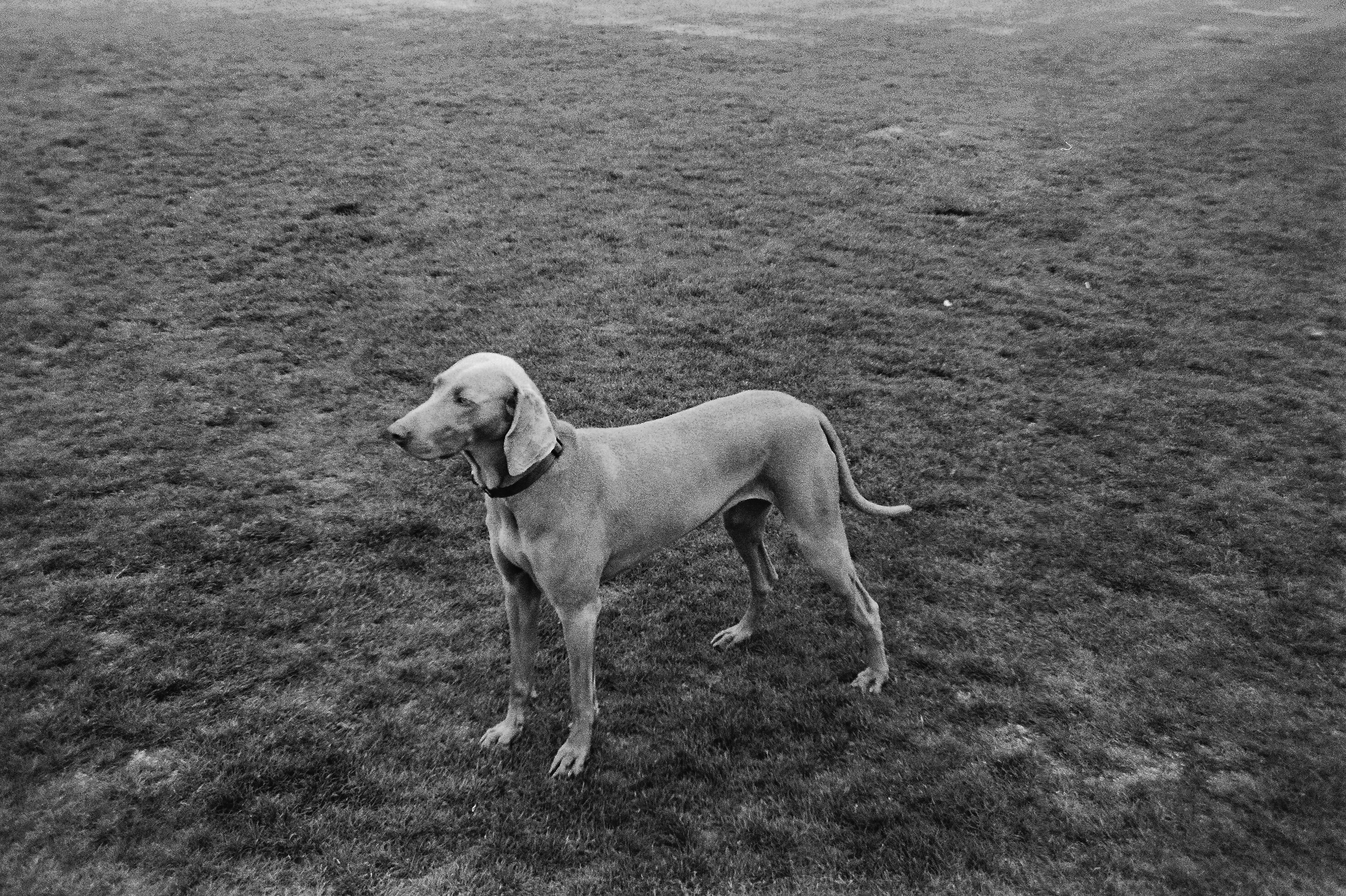 Dog in Paris, France, 2016
