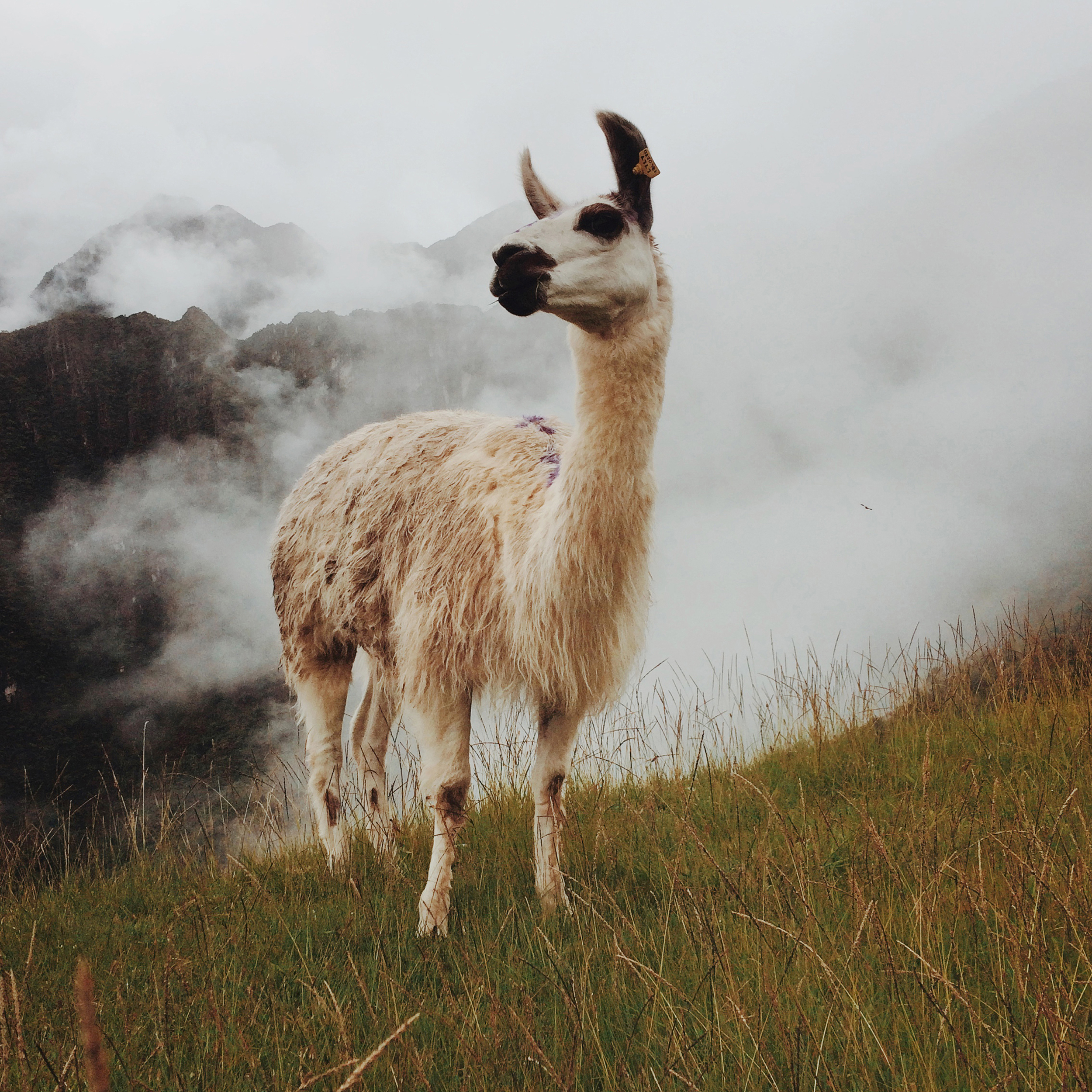 PERUThe LlamaMachu Picchu, 2016 Index