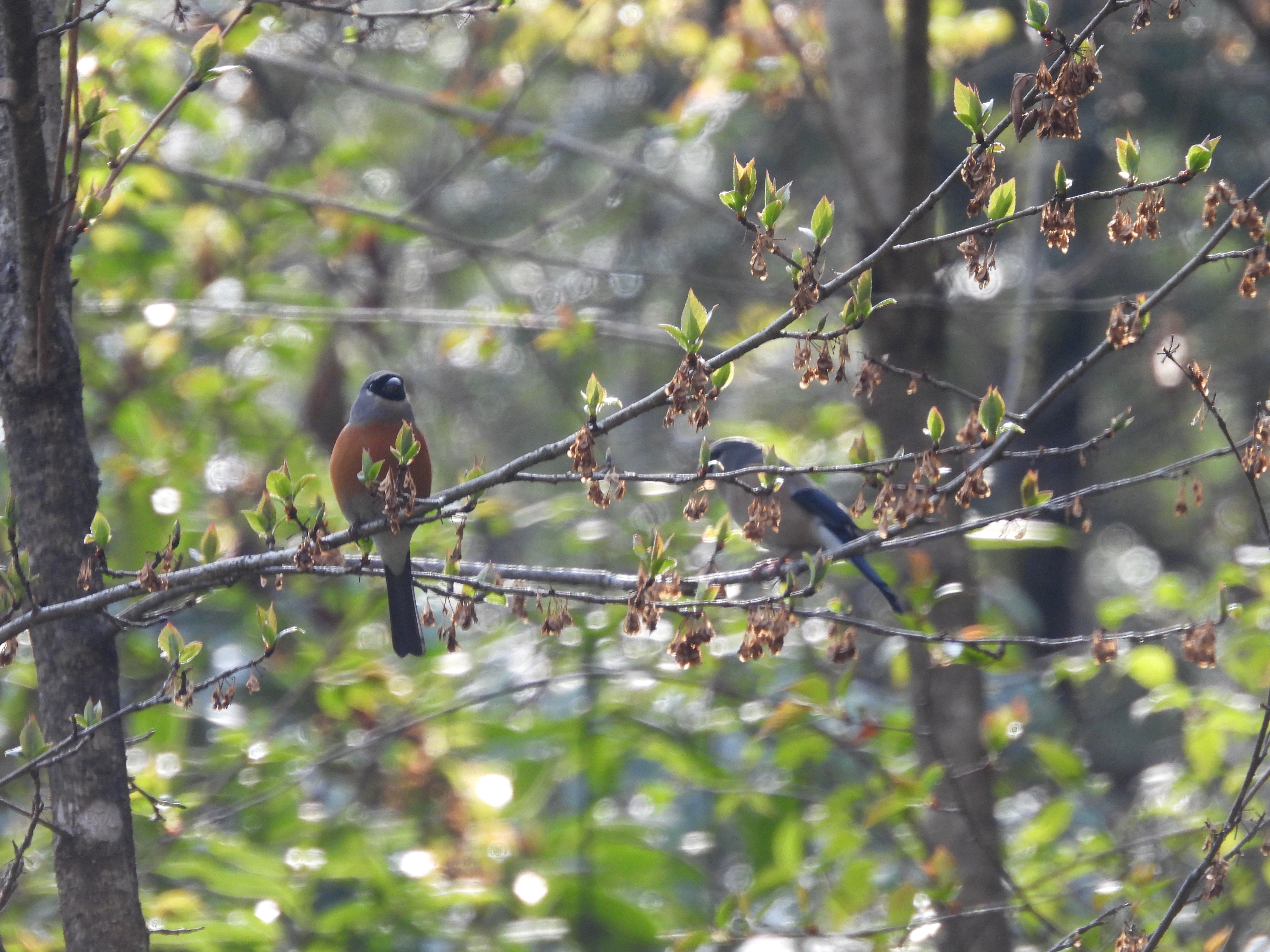 灰头灰雀 Grey-headed Bulfinch