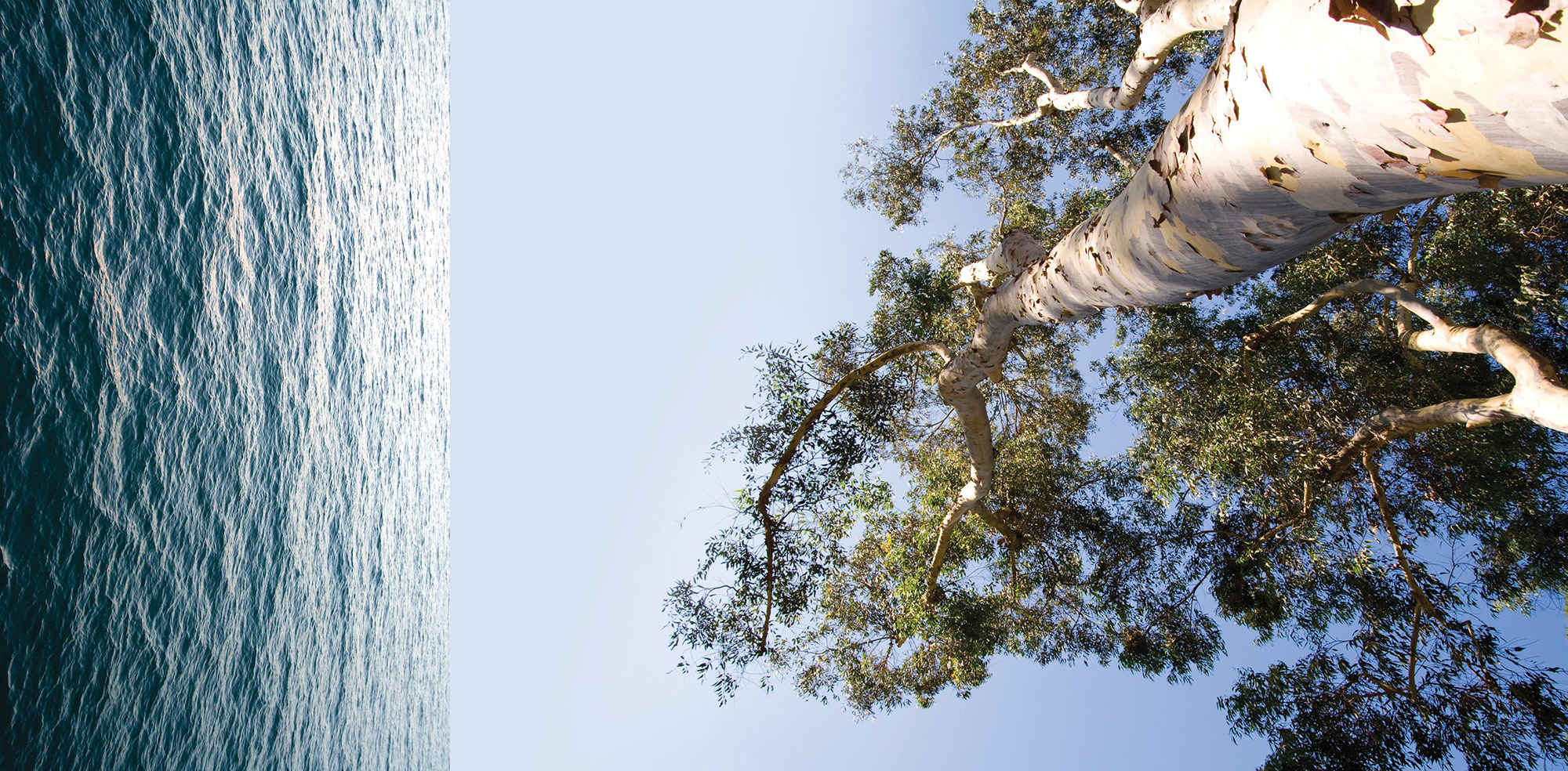 Tree by Tree, from Sea to Mountains, 2008. Permanent Public Art Installation for the Registrar Recorder/County Clerk, Santa Fe Springs, Los Angeles County, CA. Detail 1.