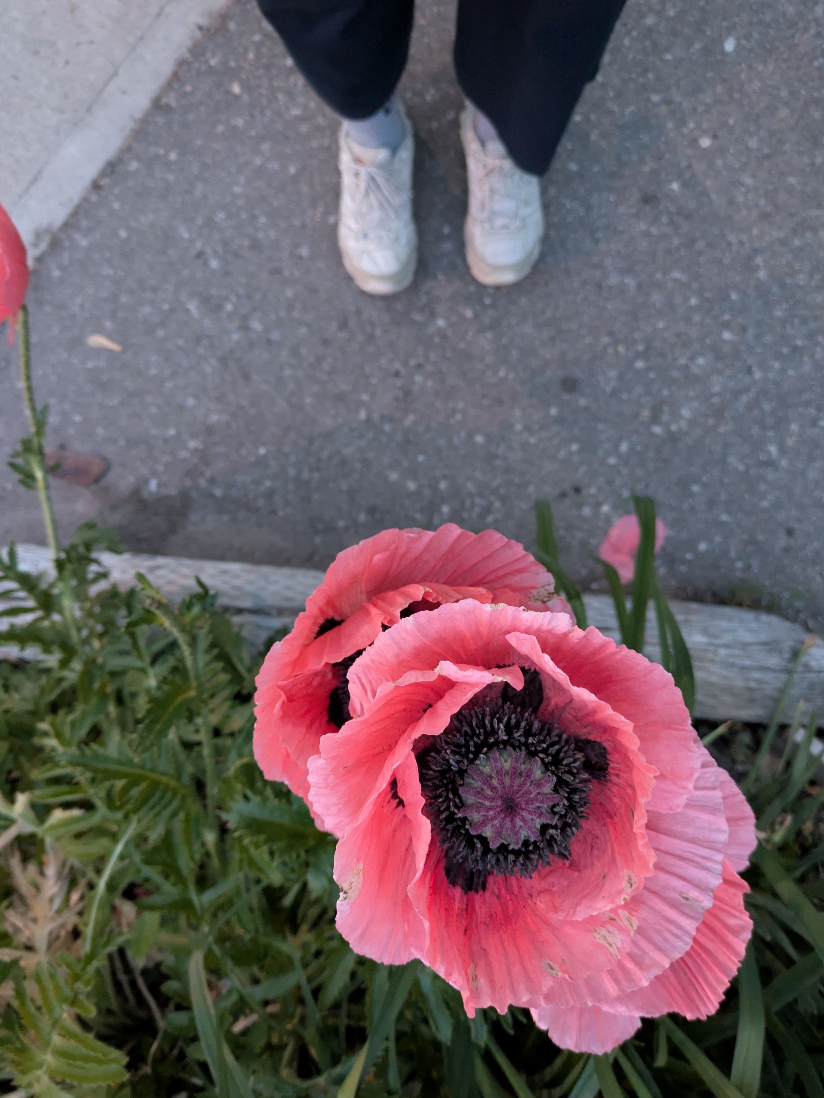 Jun 13, 2025: Night poppy