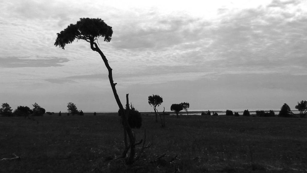 Island (2008)