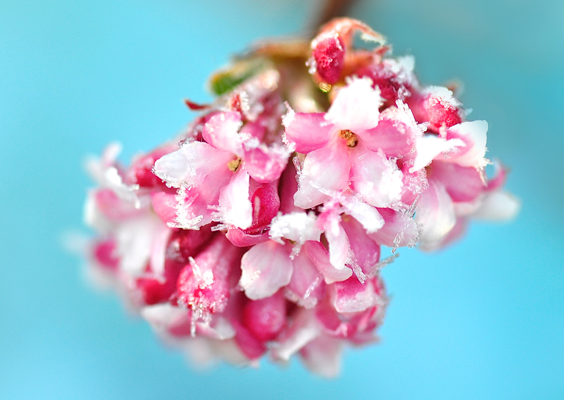 Nr. 280 Eisblümchen / Winterschneeball