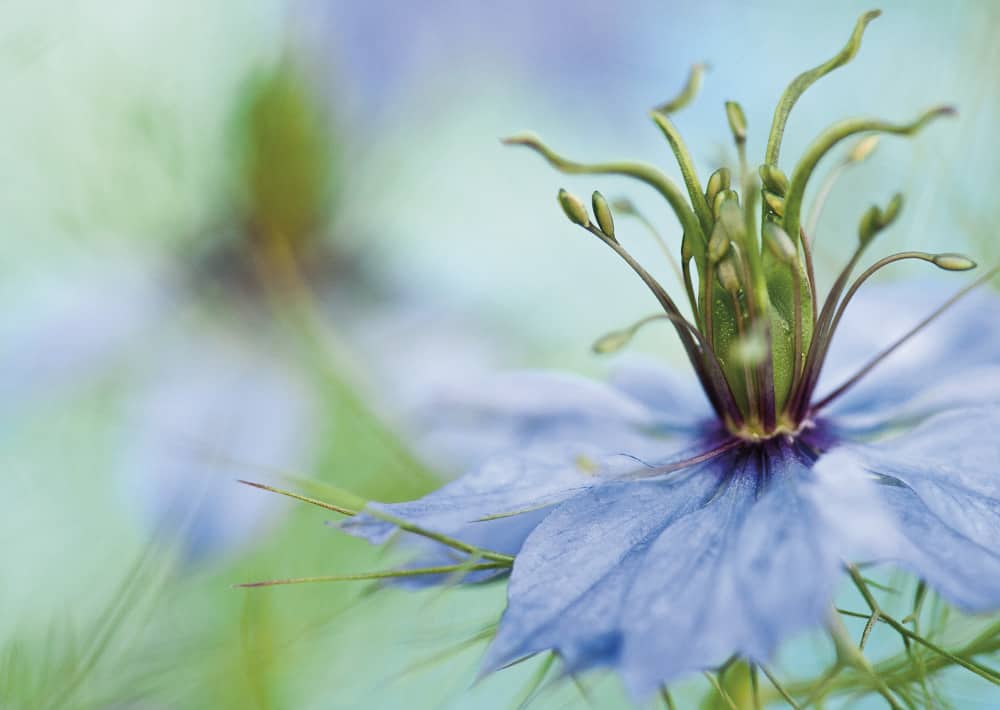 Nr. 035  Jungfer im Grünen