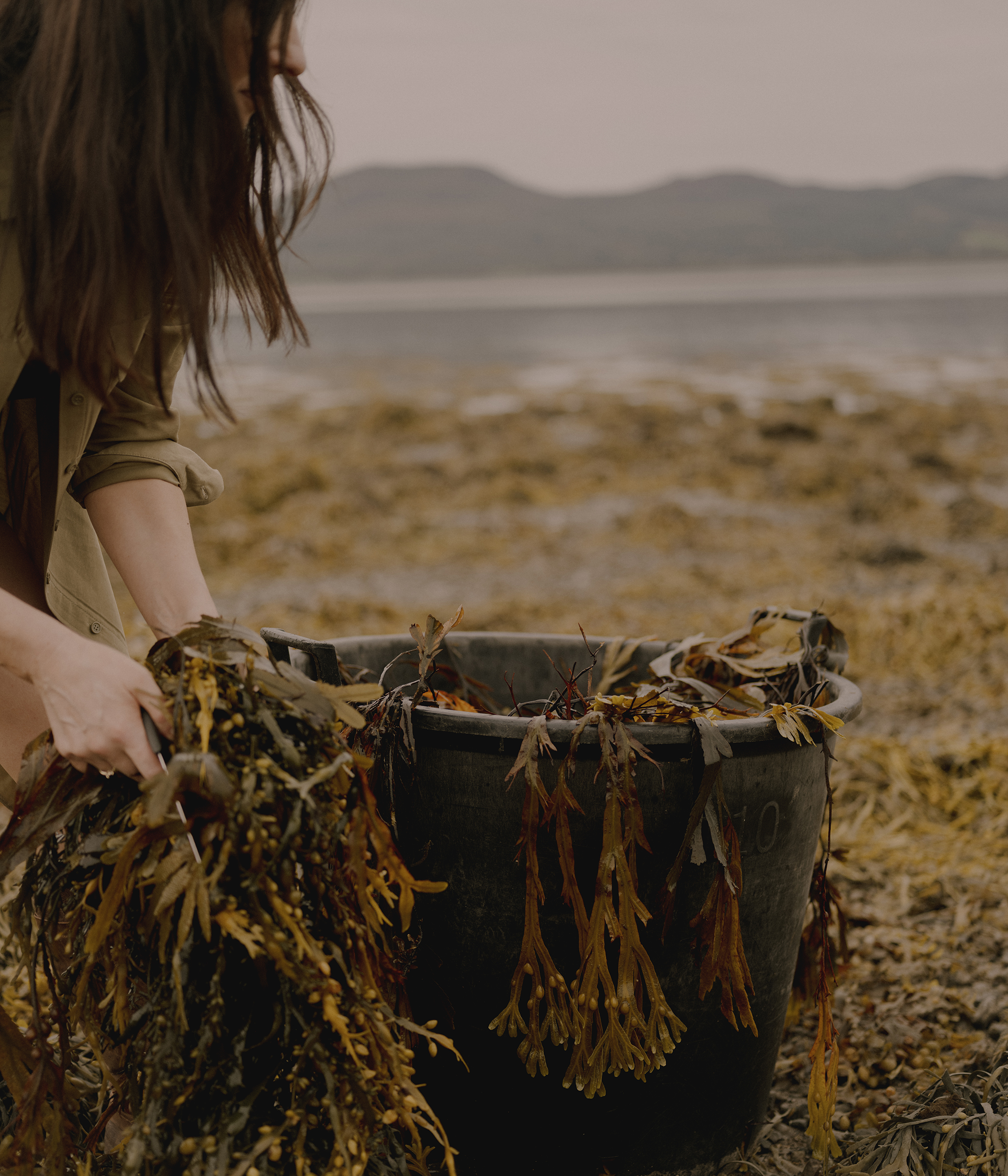 Seaweed harvest at Kellystown Beach