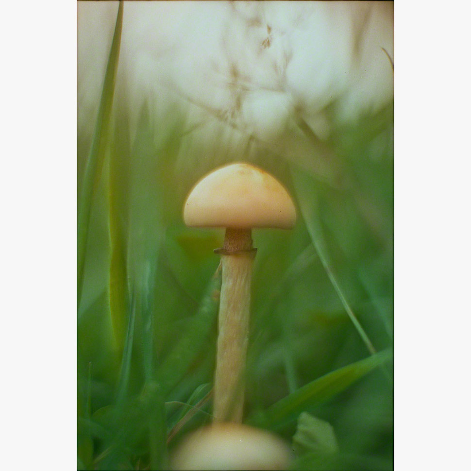 3/3Ōhāriu, 2001 (0100401_020)