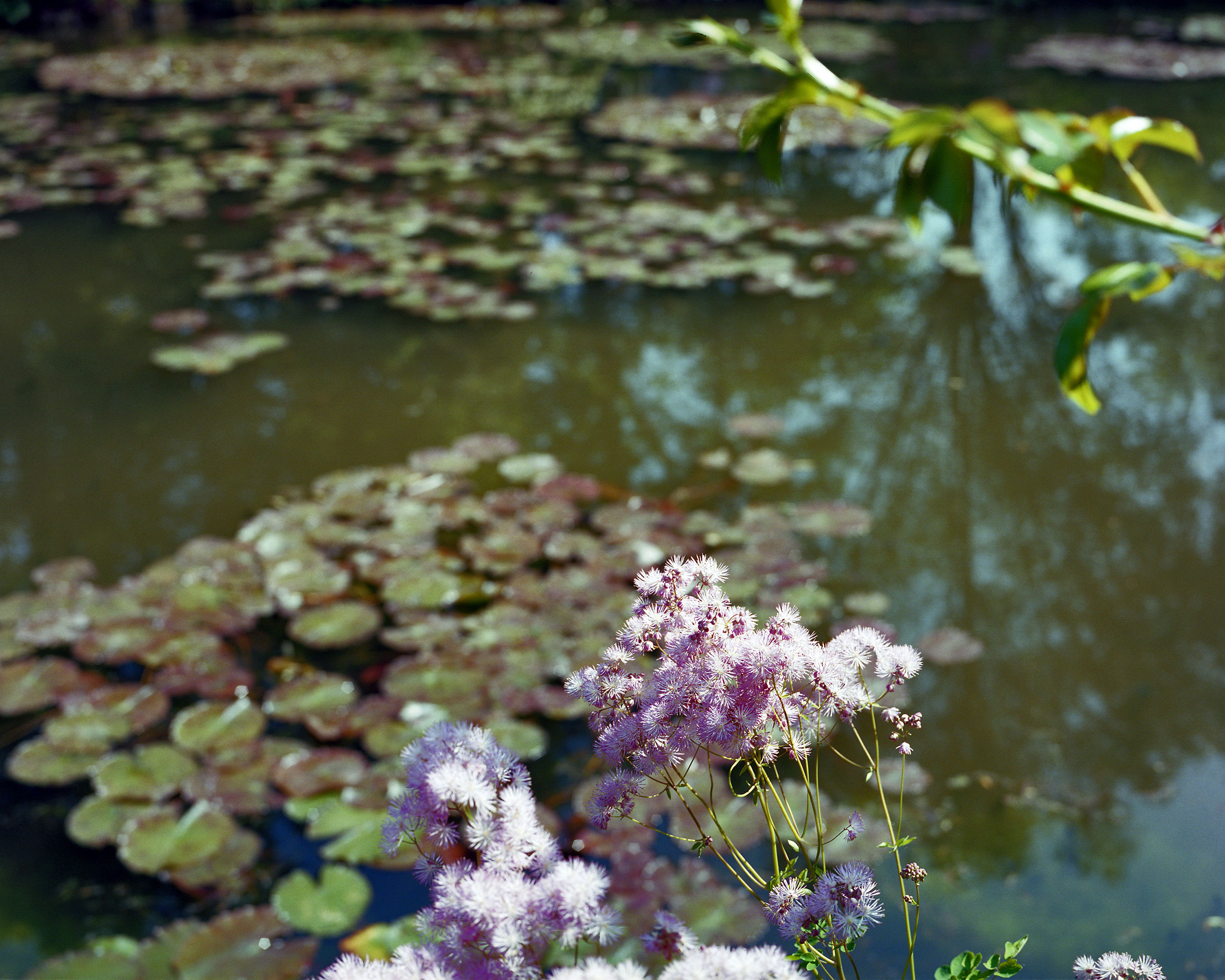 Lily Pads, Giverny, France, 2016