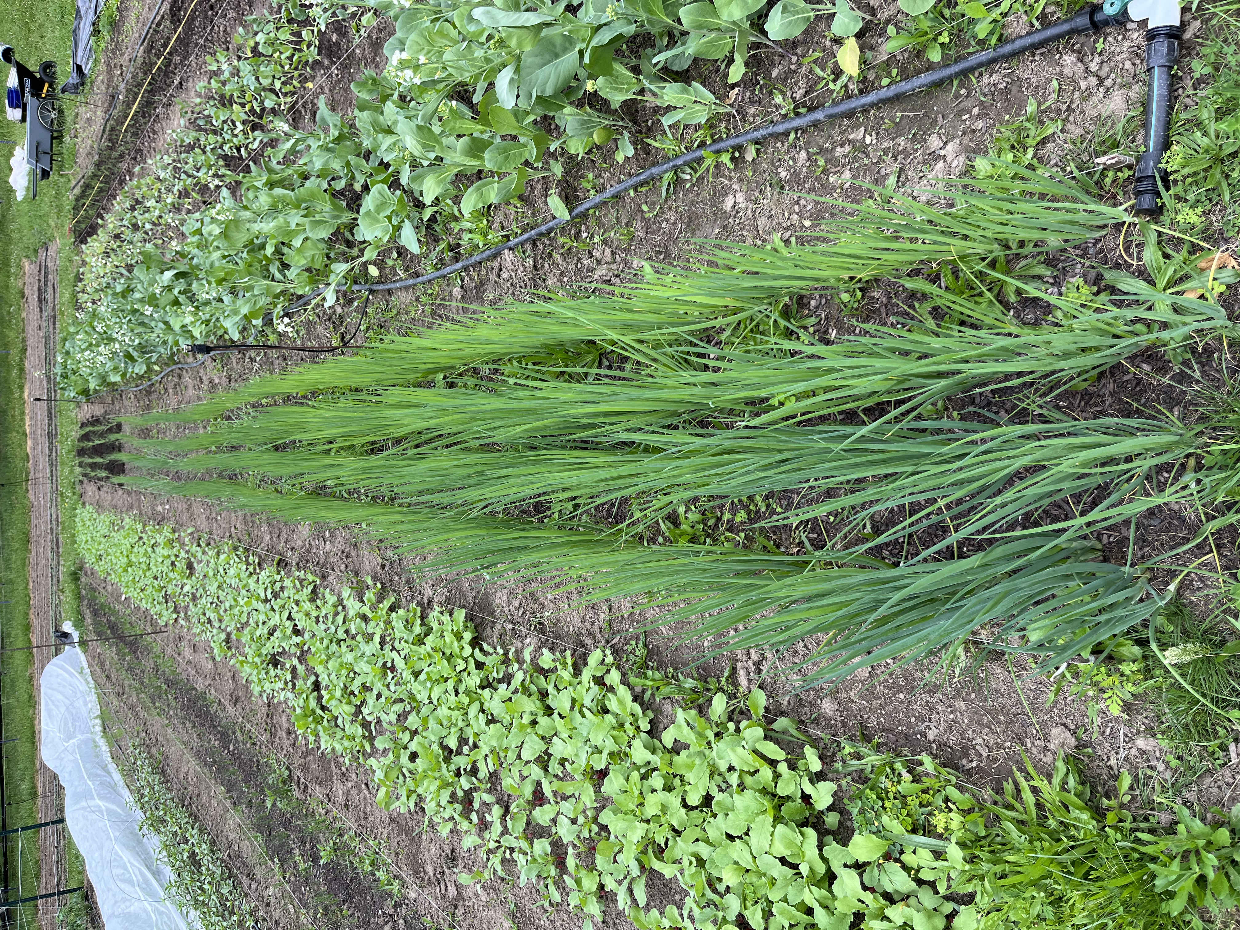 scallions