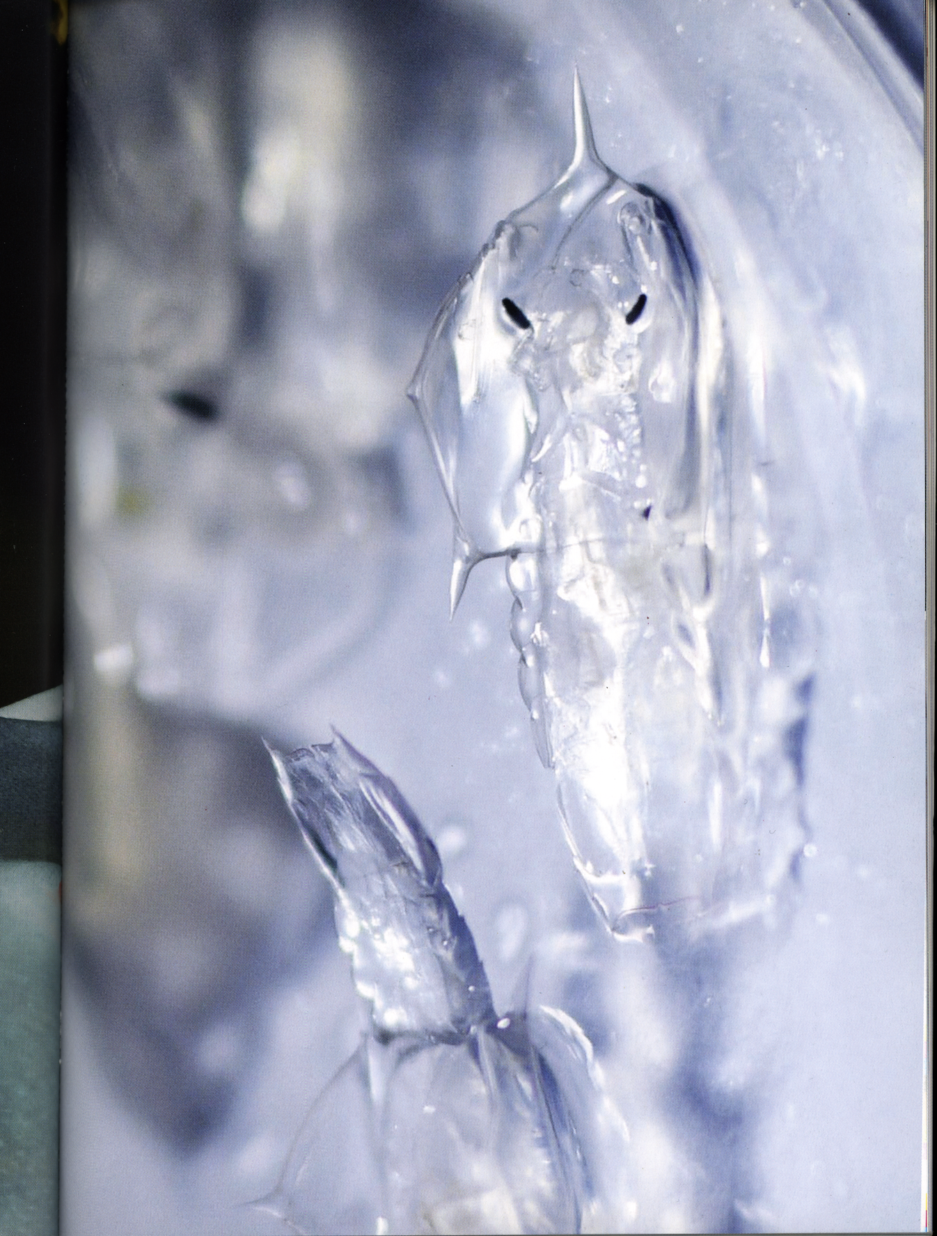 Against all odds, portfolio, Comment s'aimer quand c'est la fin du monde ?, Manifestio XXI, 2025