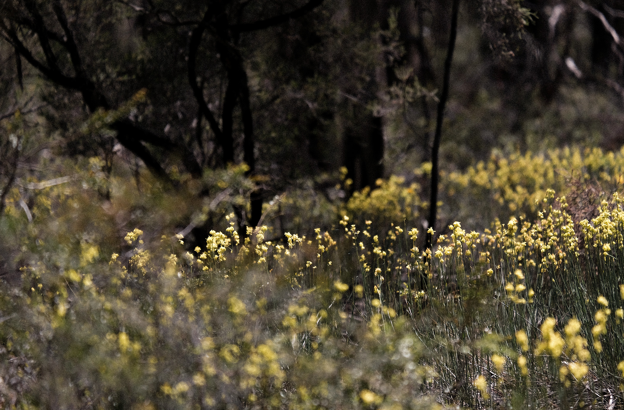 A photograph, in shallow focus, of bright yellow flowers in a dry brush forest