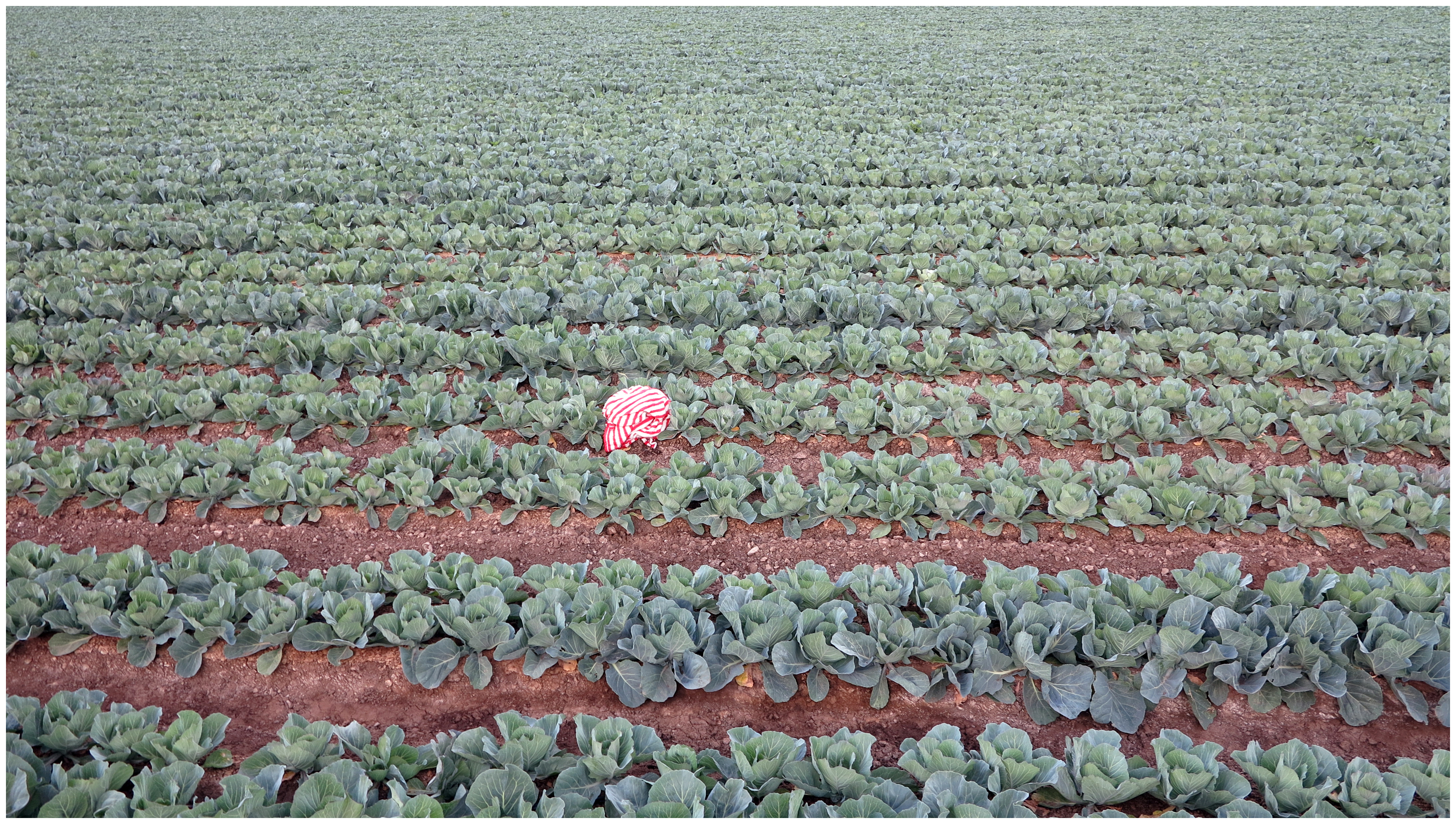 There Are a Number of Anomalies in the Present System, 2015Point-and-shoot image60.444 x 34 in.153.43 x 86.36 cm