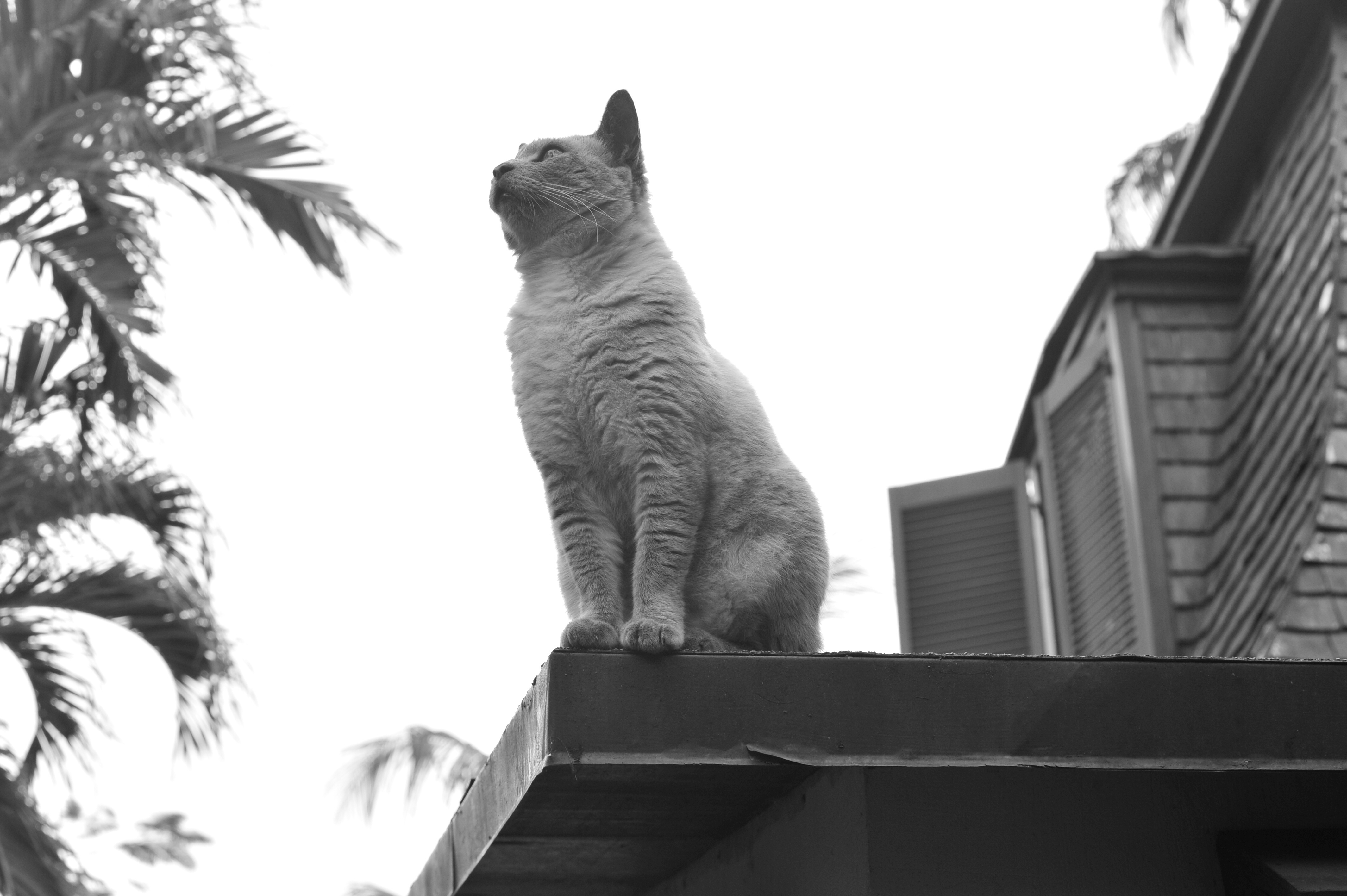 Key West BUY THIS PRINT