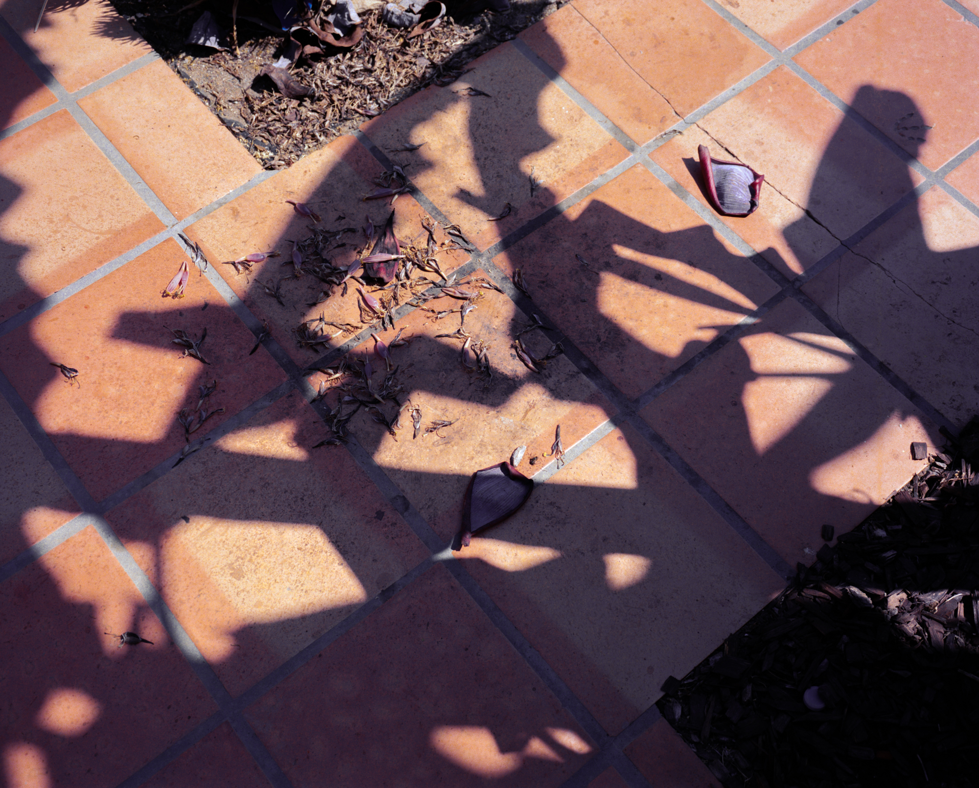 Banana Flowers and Shadow, 2021