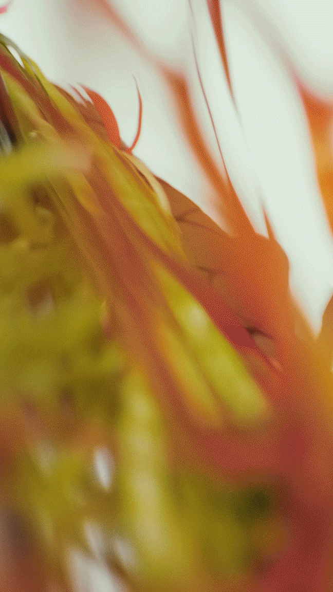 SONY MUSIC ENTERTAINMENT | FILM - EDITING - COLORGRADING