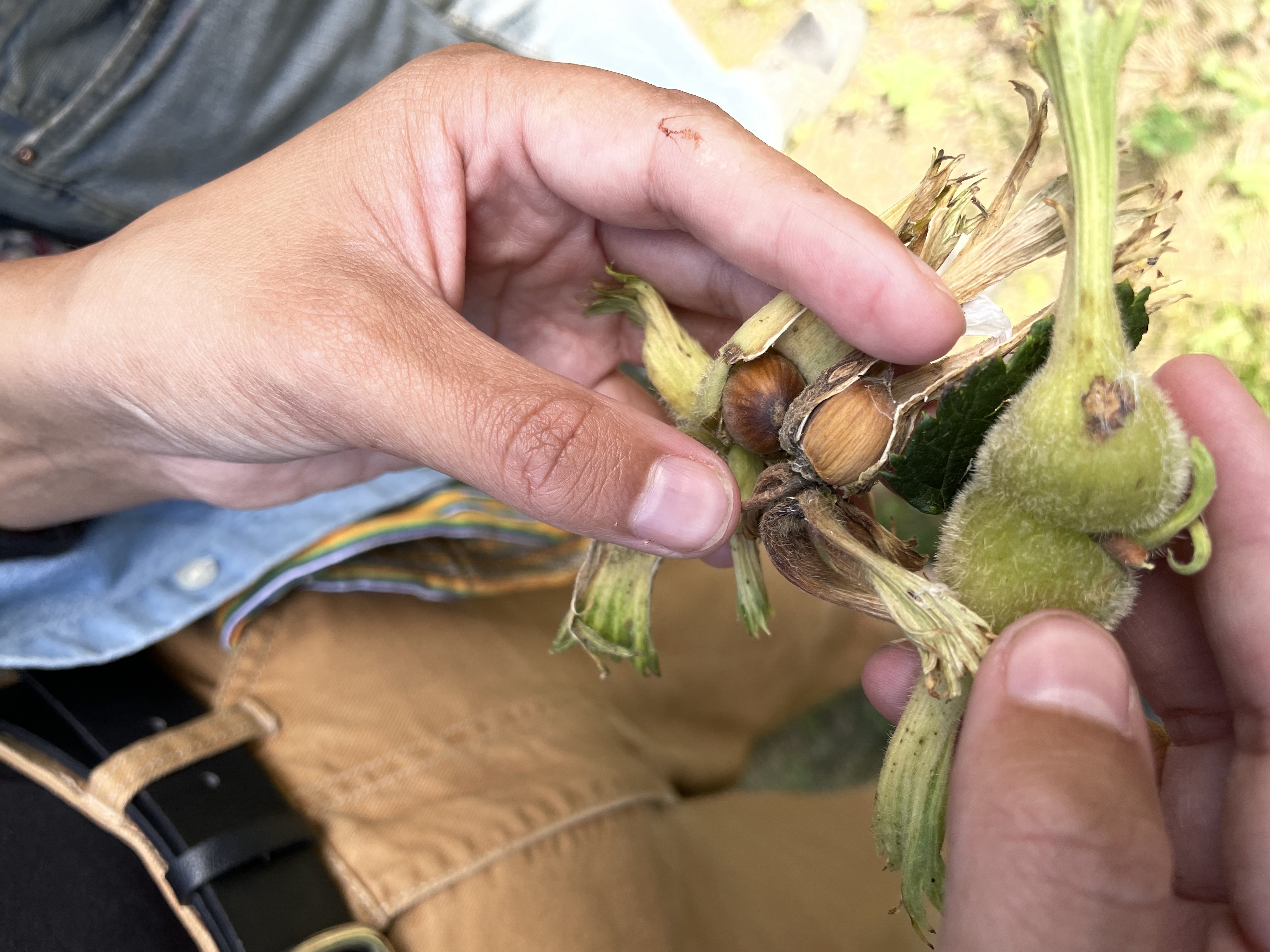 A photo of someones hands holding freshly picked hazelnuts, there is green spiky plant skin still encapsulating the hazelnuts.