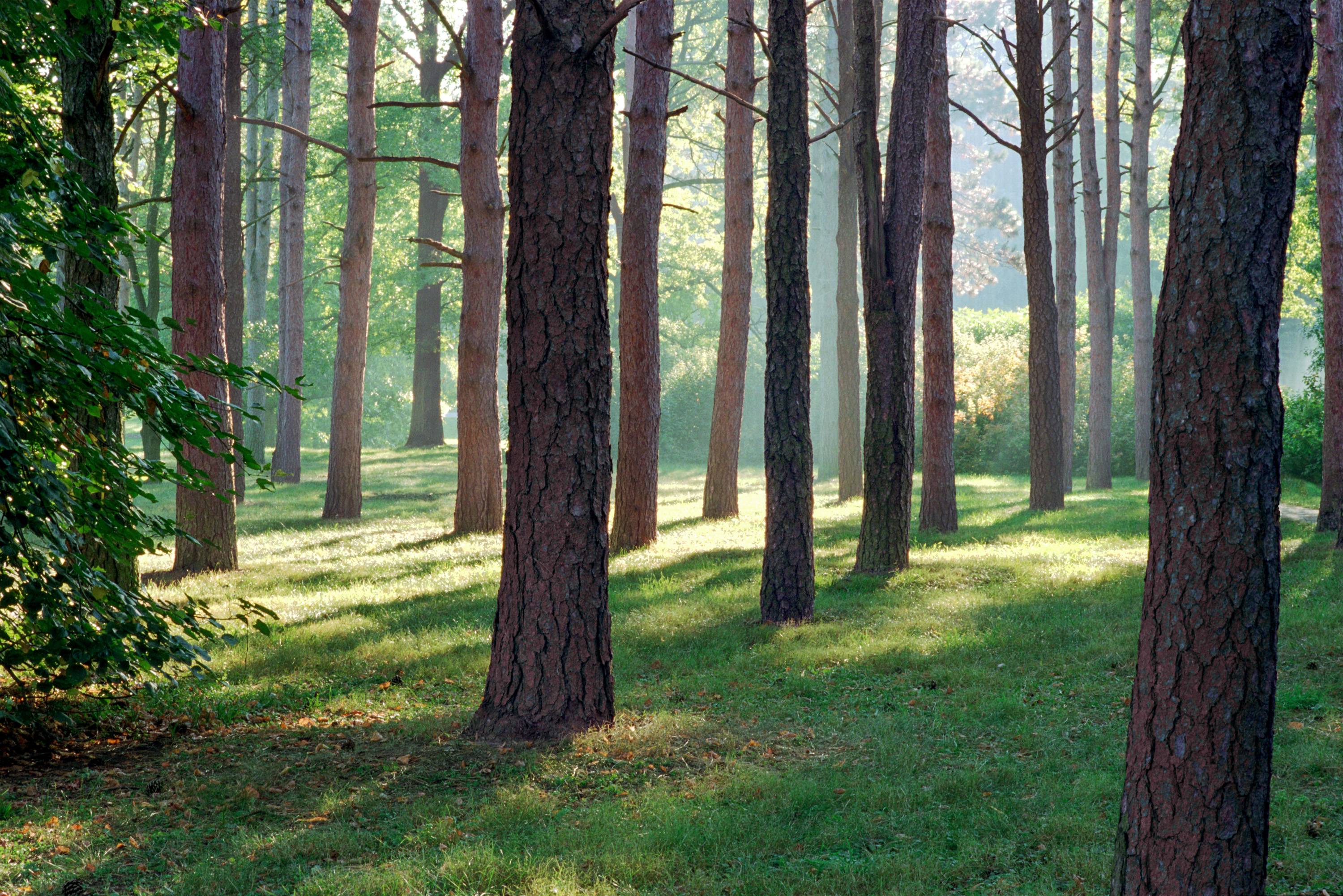 Pine Diseases  The Morton Arboretum