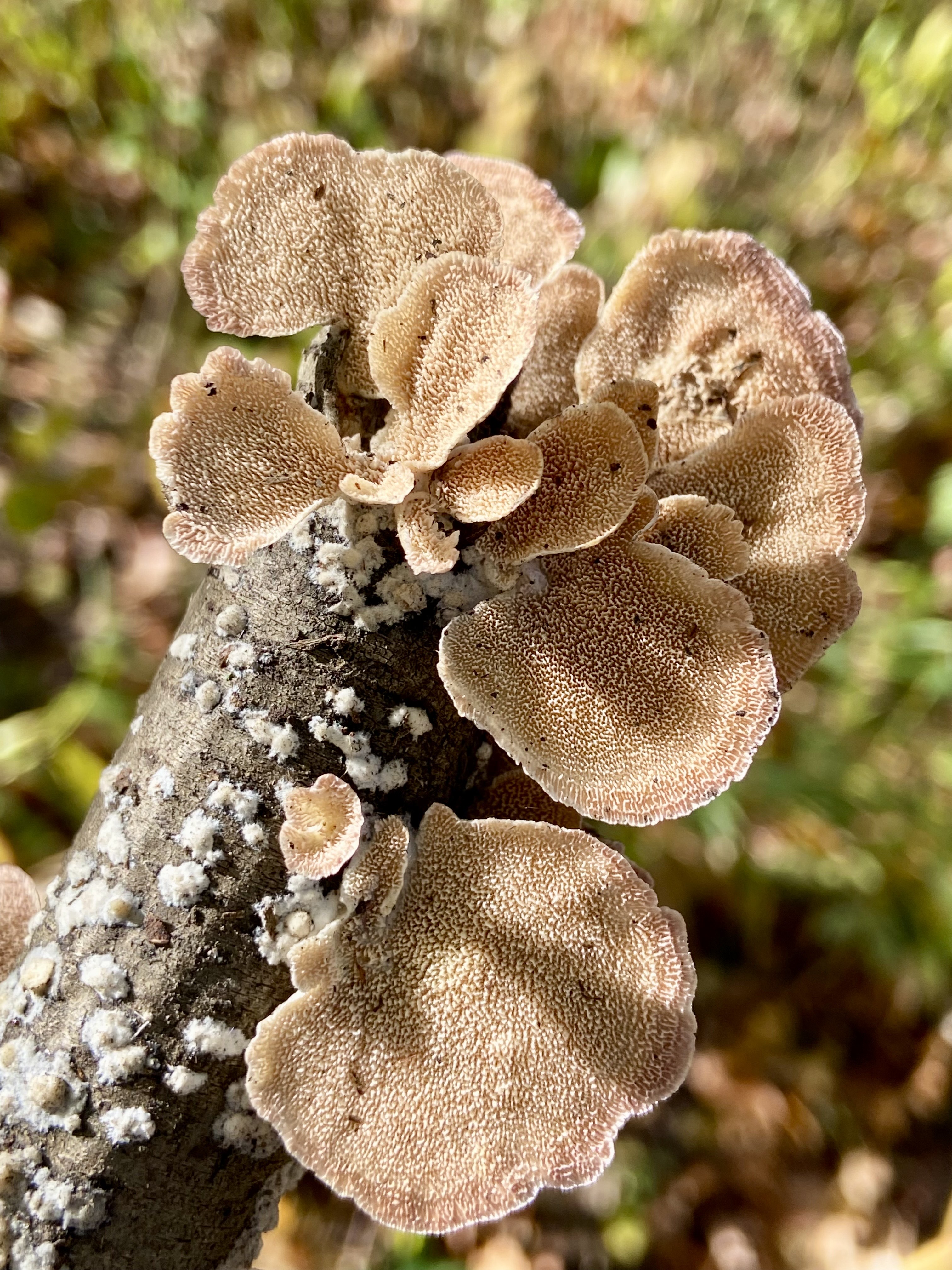 Violet-toothed polypore in Central Park
