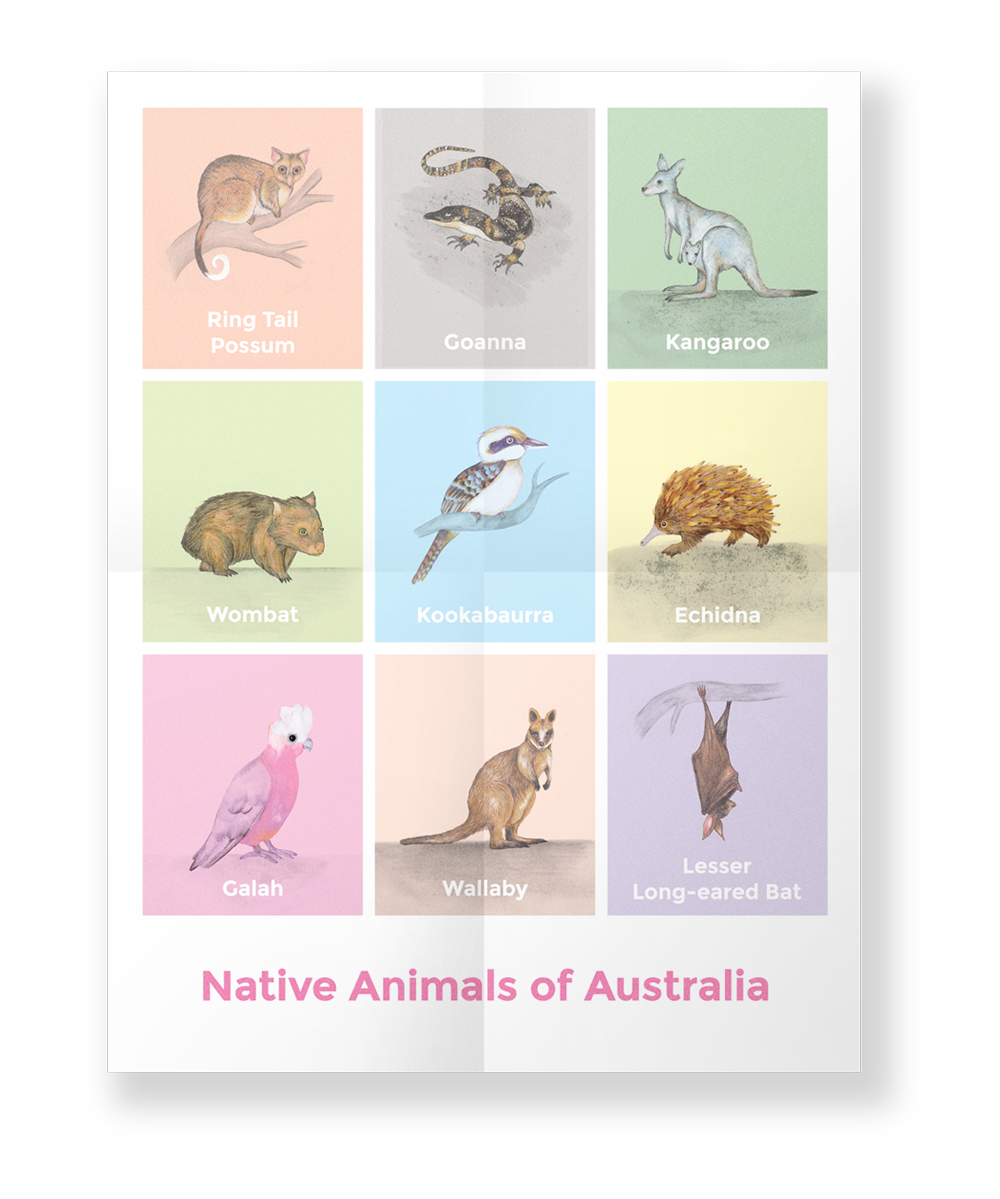 Native Animals of Australia — Morning Air Studio